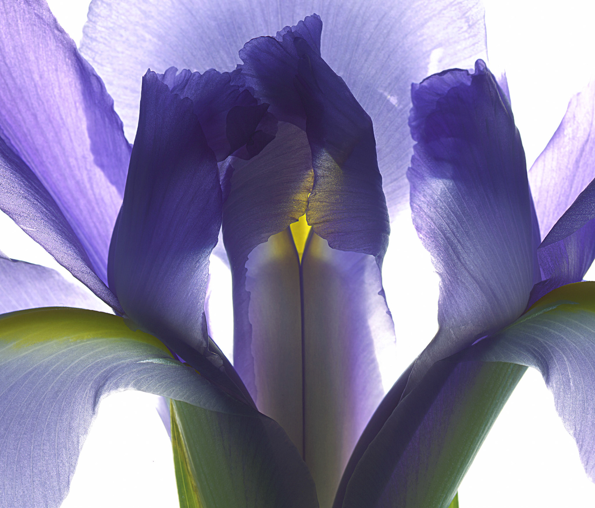Iris, 2009