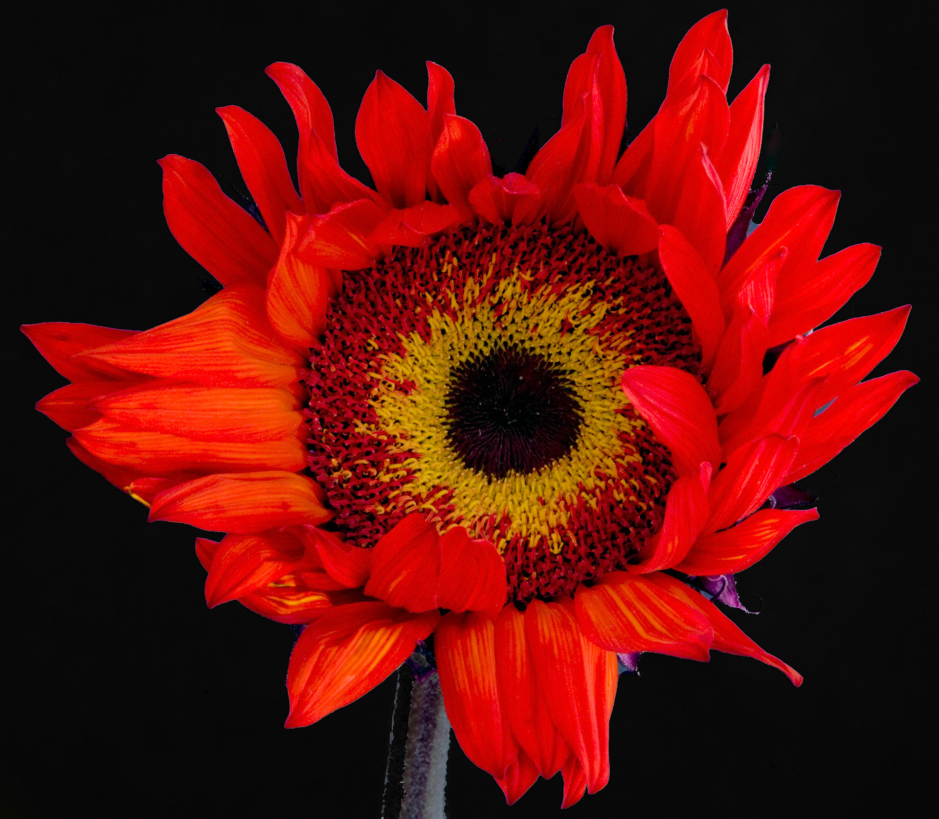 Red Sunflower, 2010