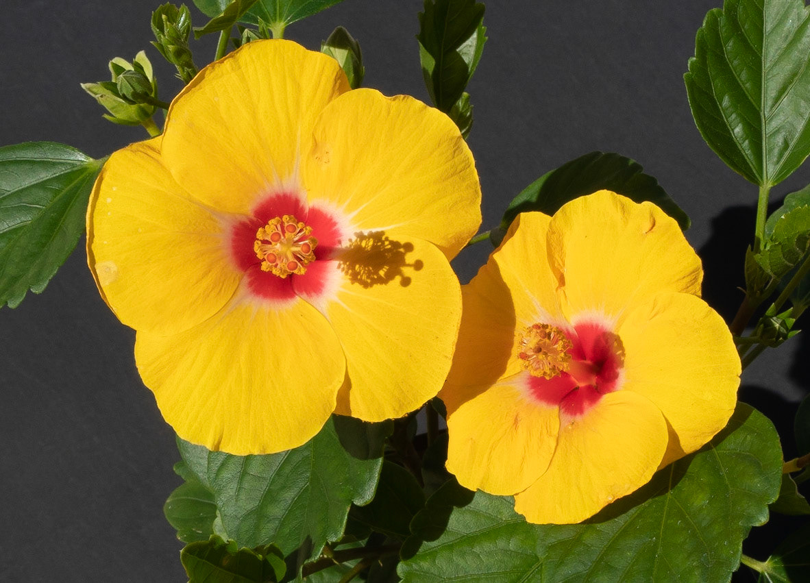 Hibiscus, 2021
