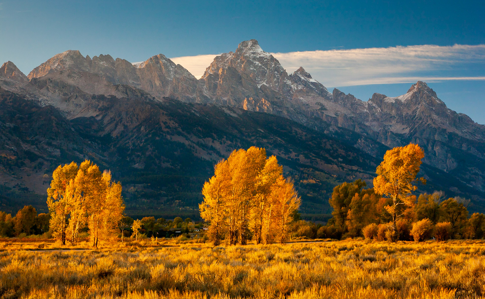Cottonwoods in Tetons, 2007