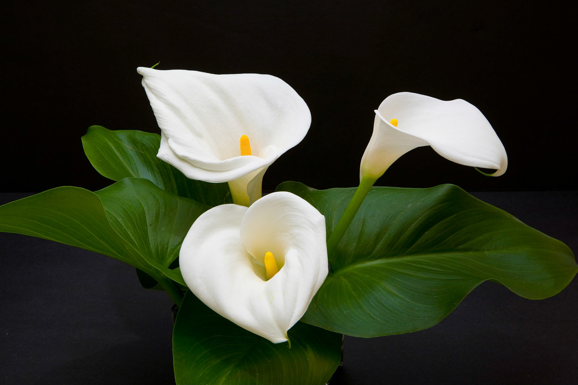 Calla Lily, 2009