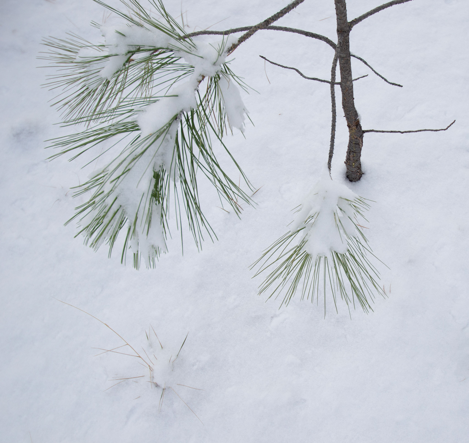 White Mountains, 2013