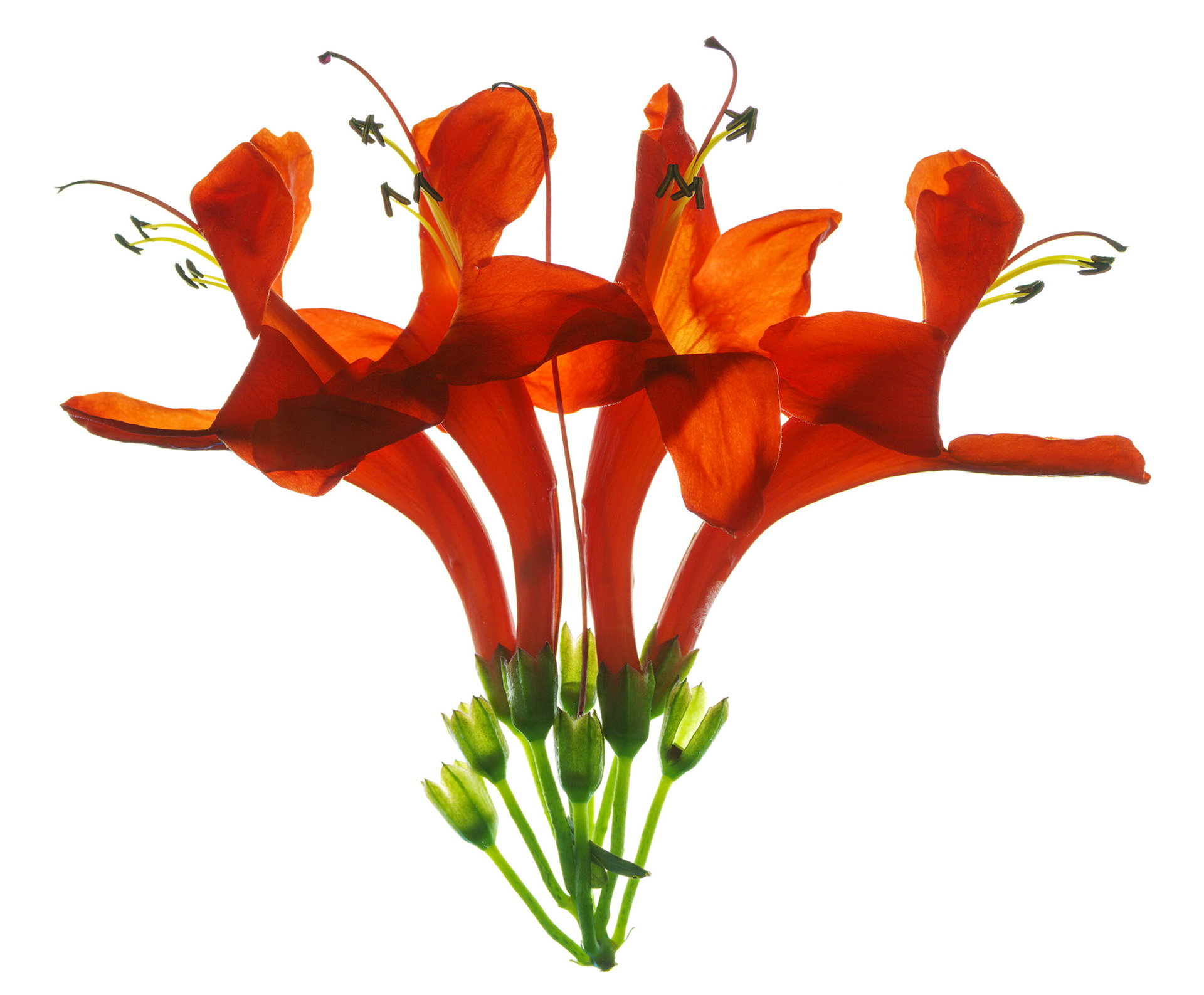 Honeysuckle, 2009