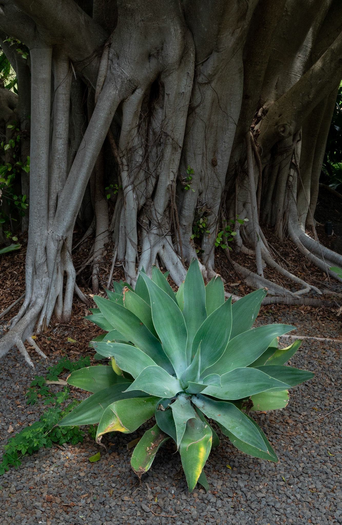 Agave & Banyan Tree, 2022