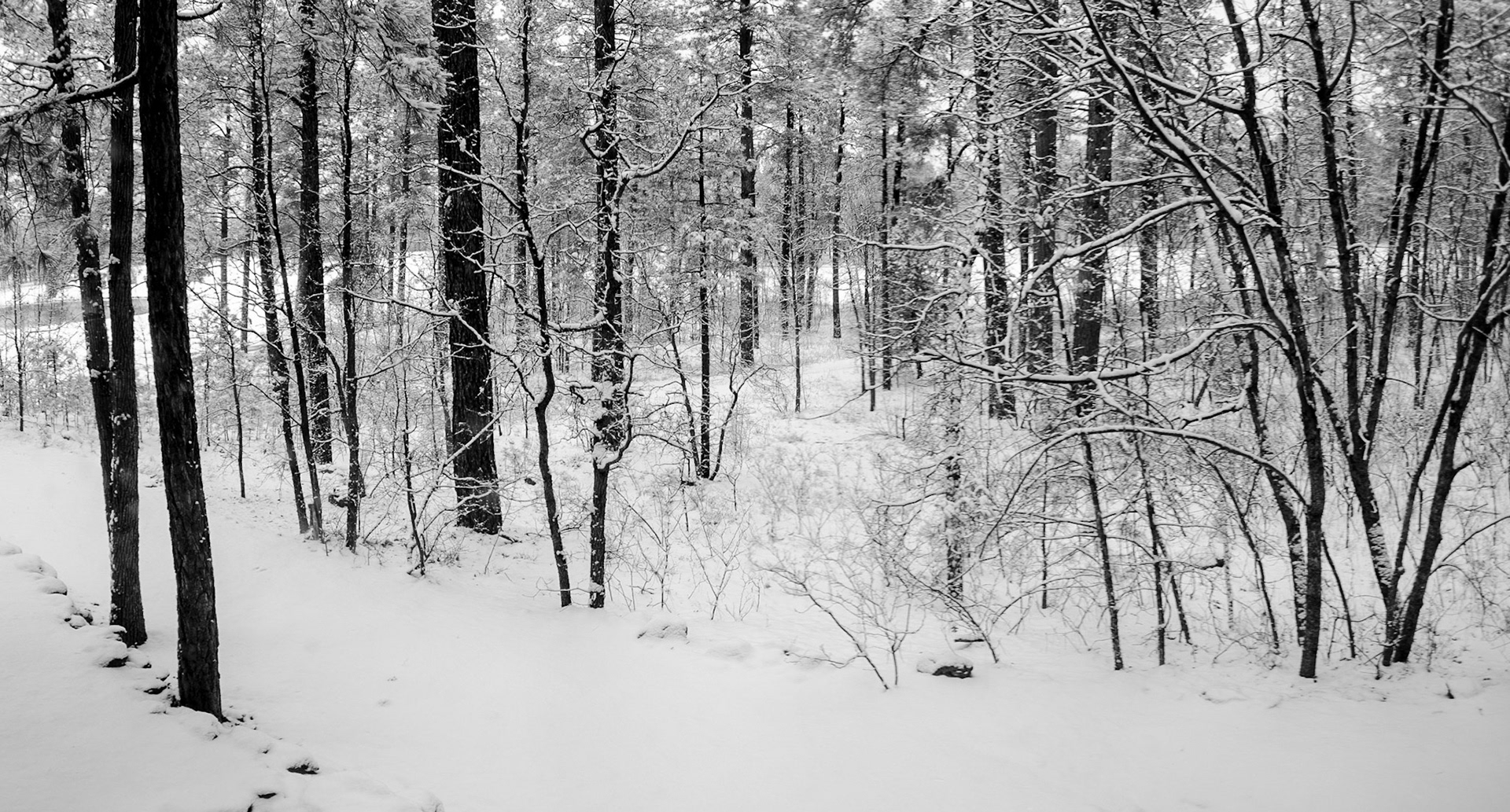 Winter, White Mountains 2029