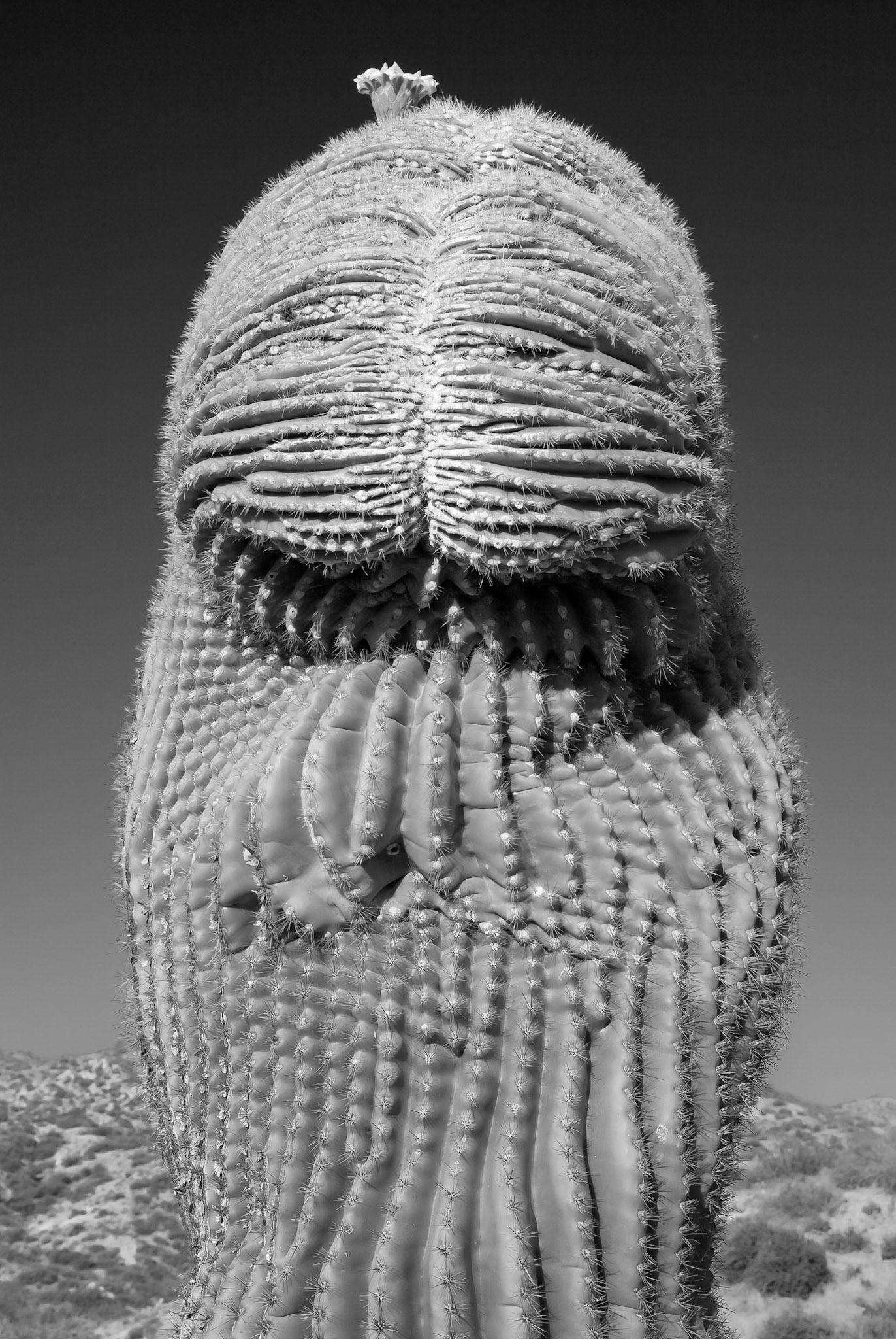 Crested Saguaro, 2011