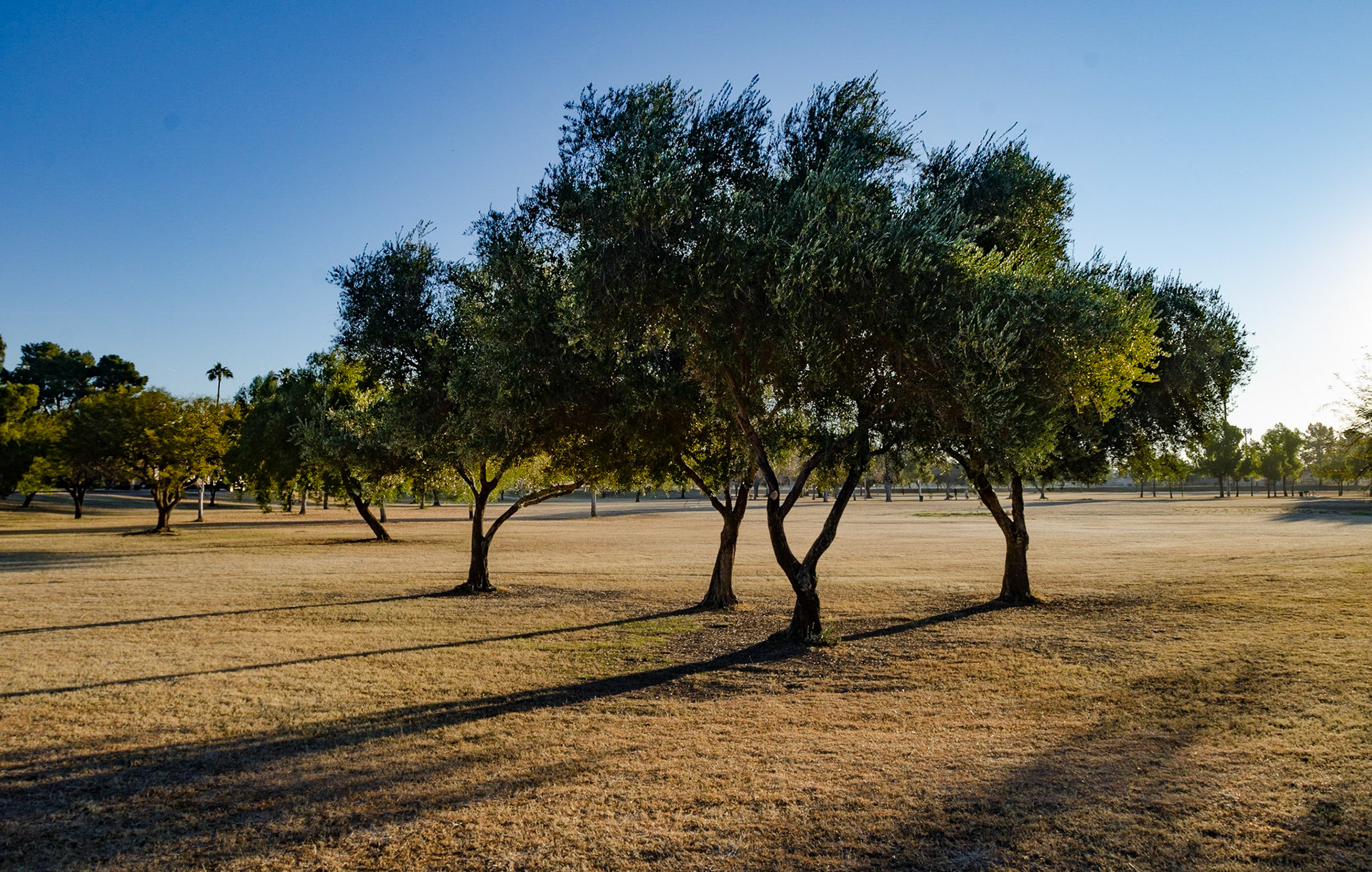 Olives, 2021