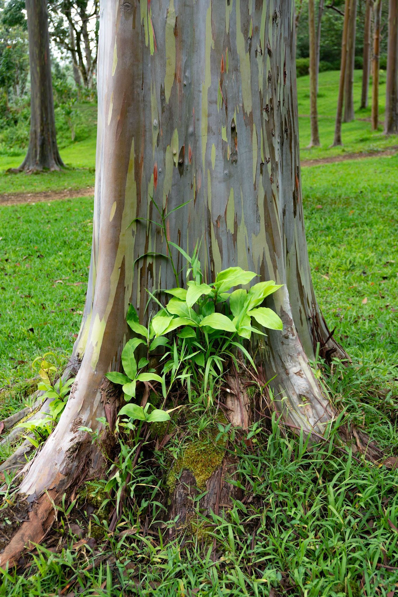 Rainbow Eucalyptus, 2022