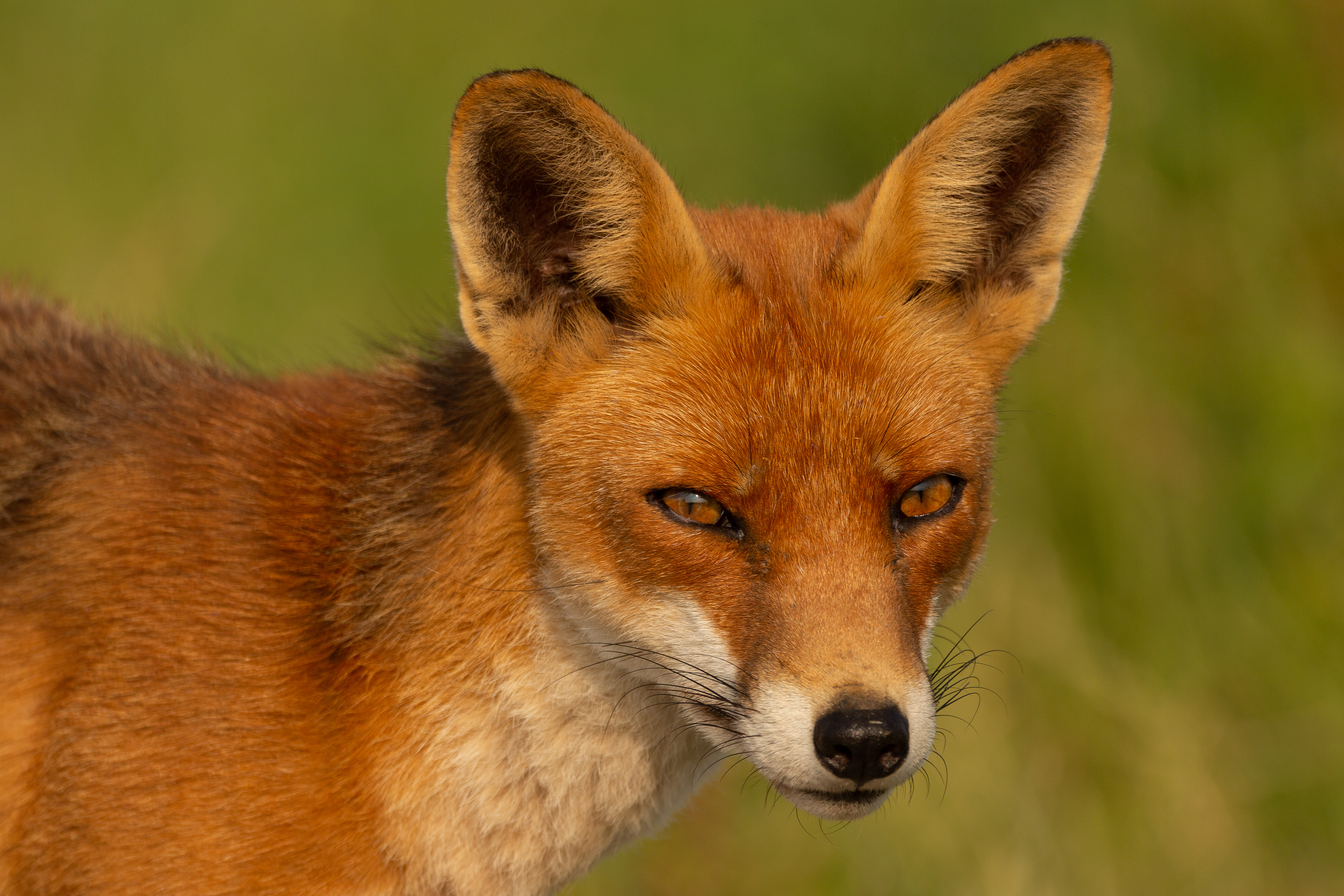 Red fox (Rode vos)