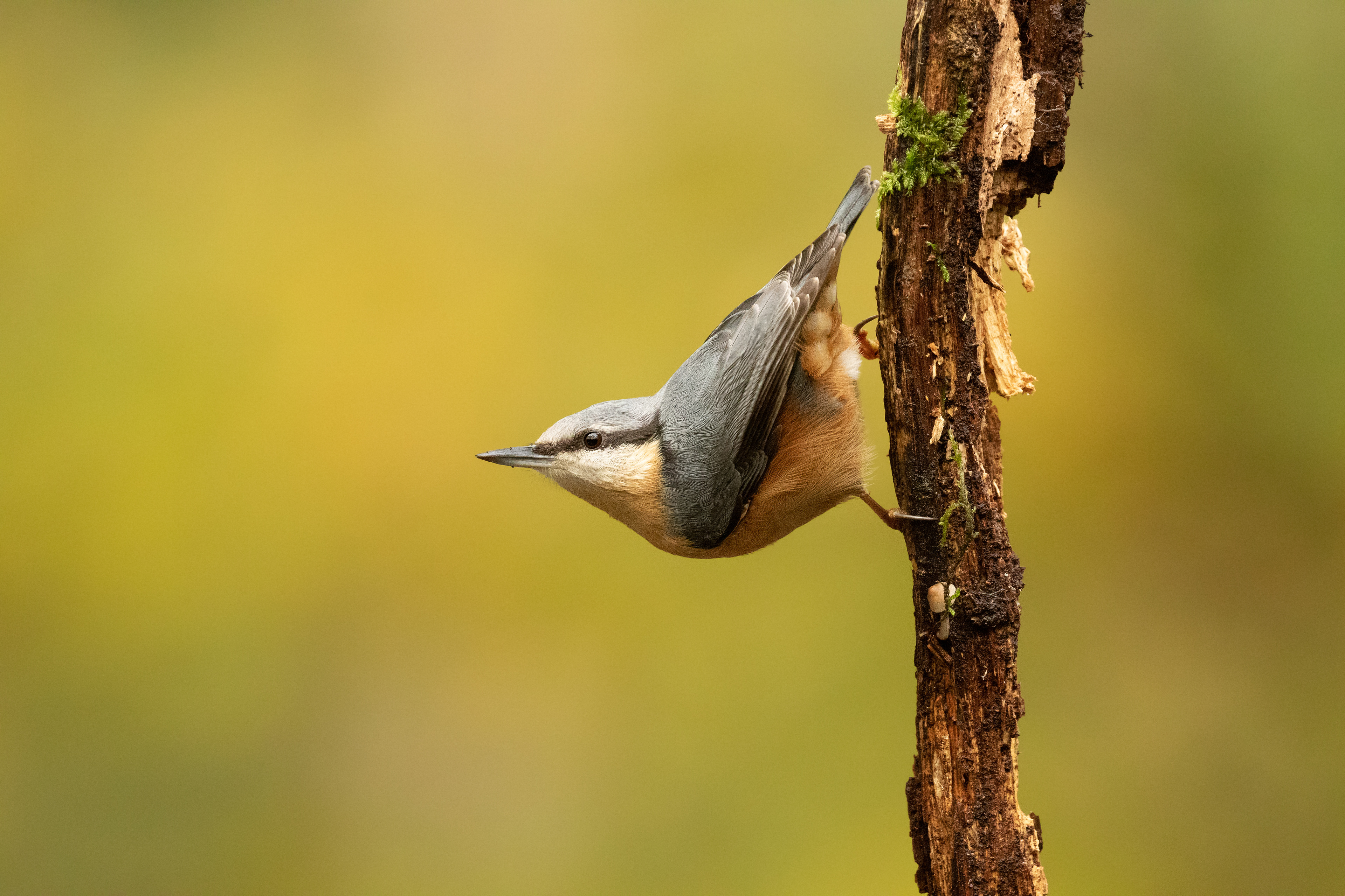 Nuthatch (Boomklever)