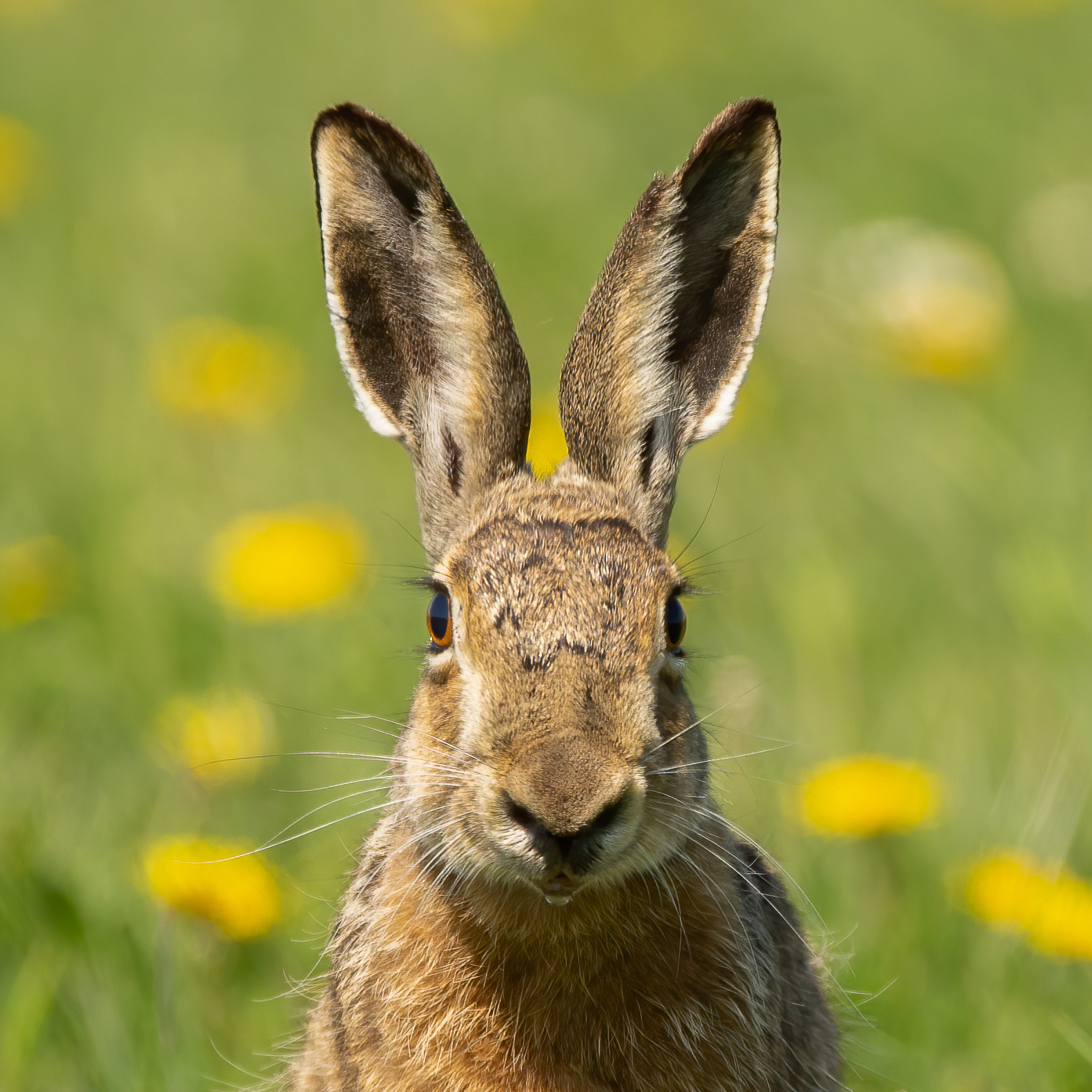 Hare (Haas)