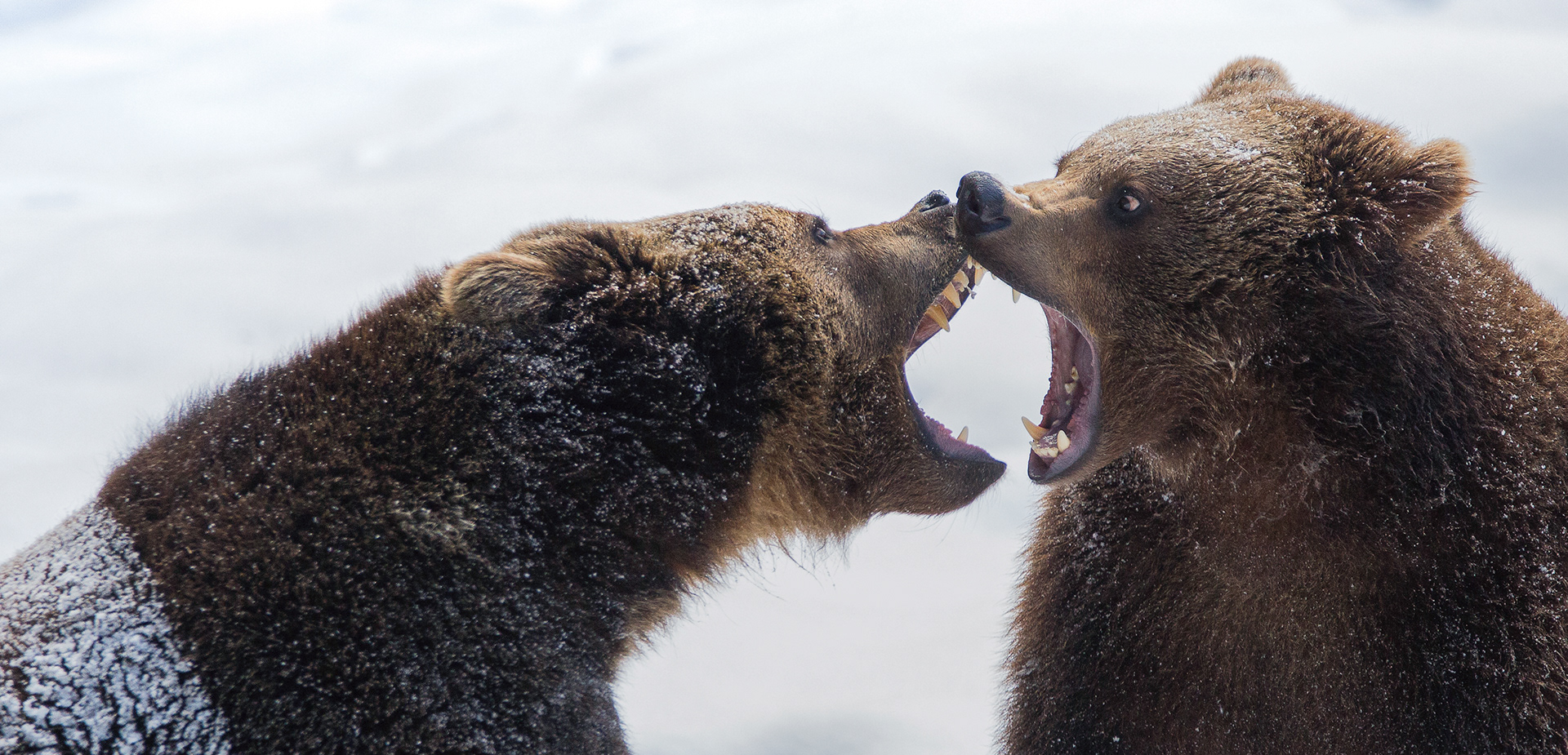European brown bear (Europese bruine beer)