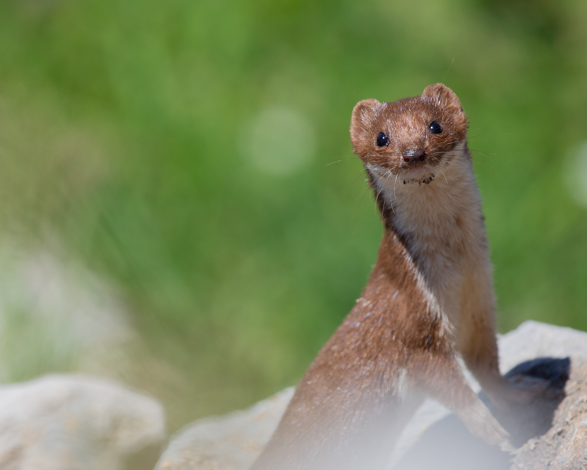 Weasel (Wezel)