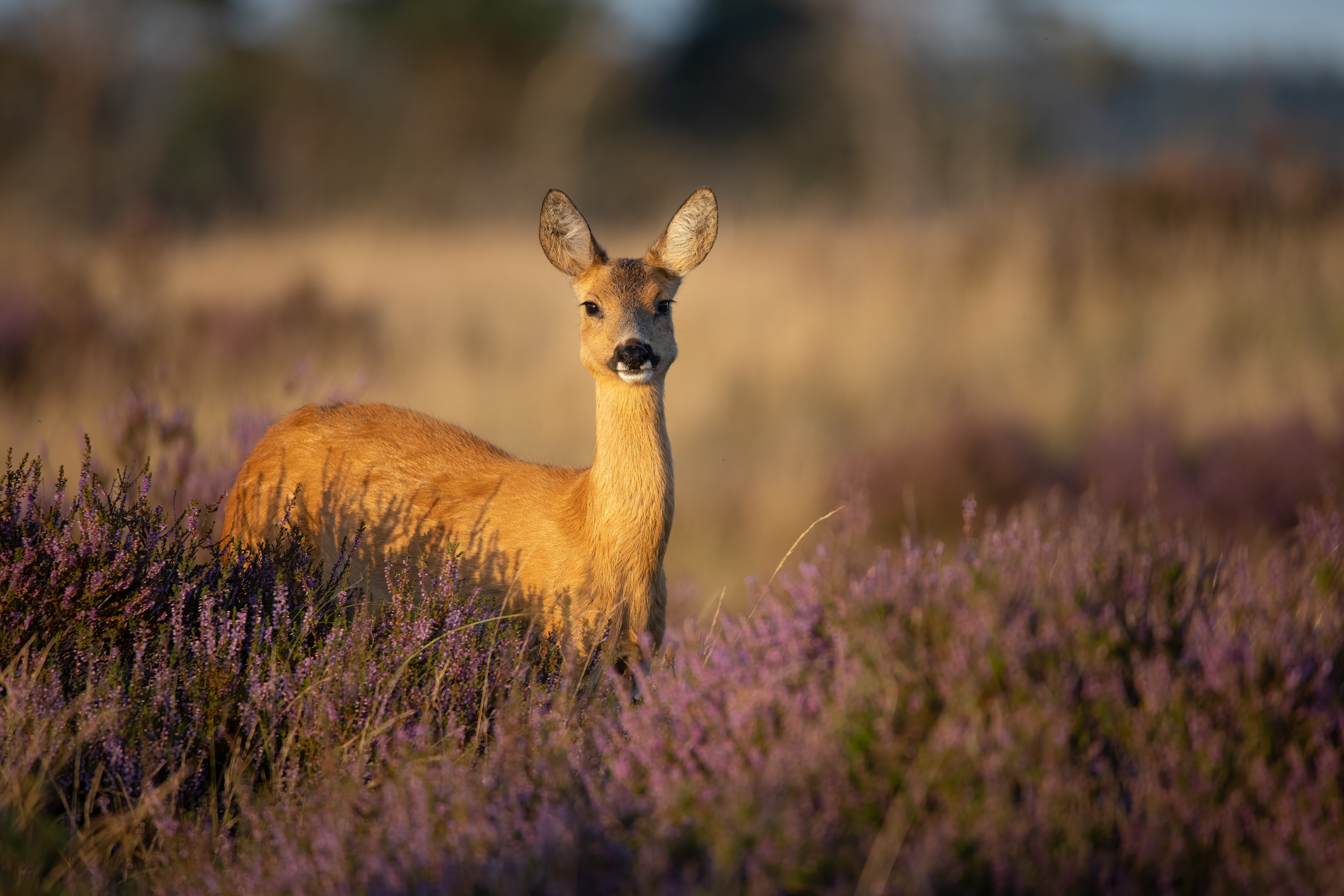 Roedeer (Reegeit)