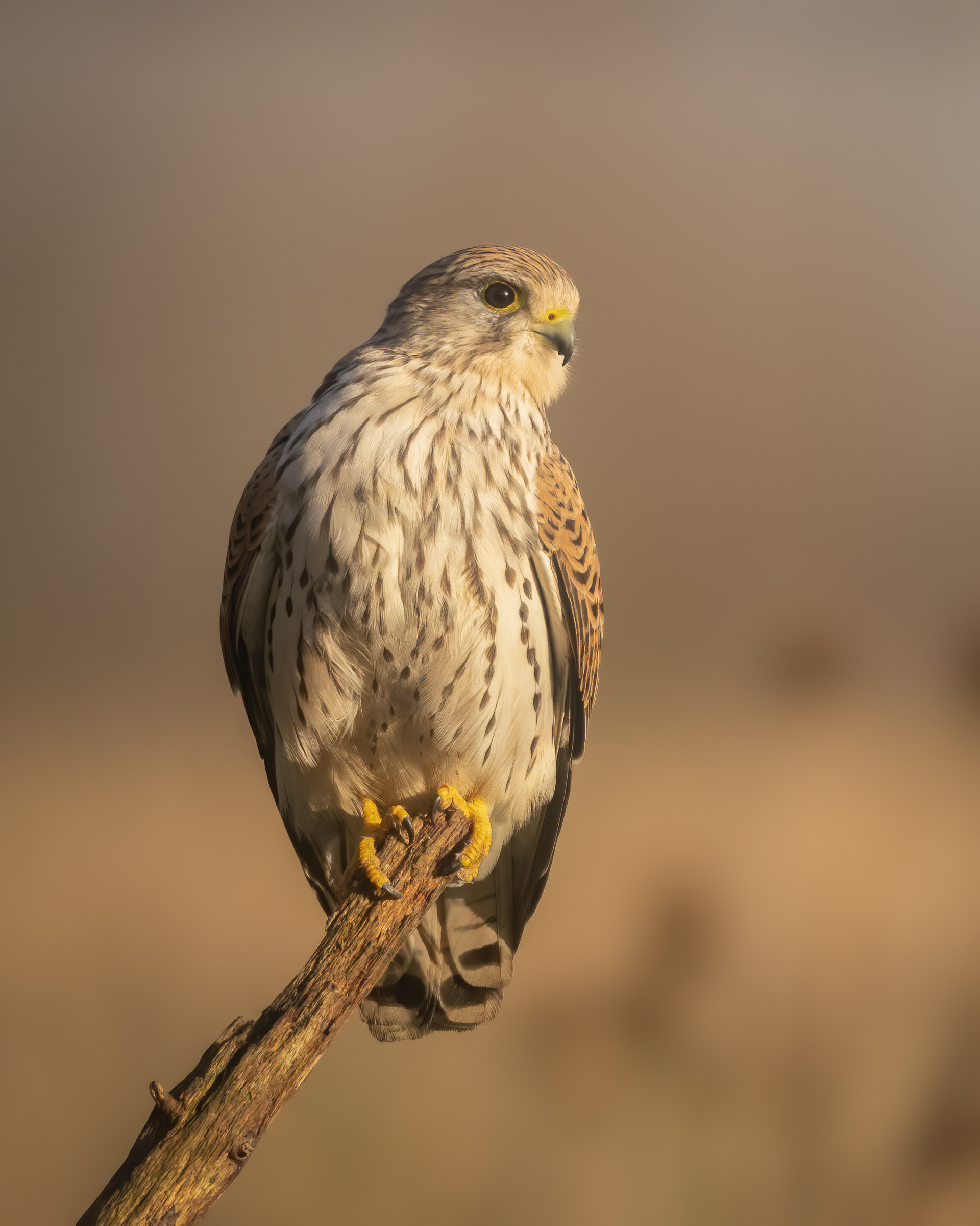 Vogelhut Vuren