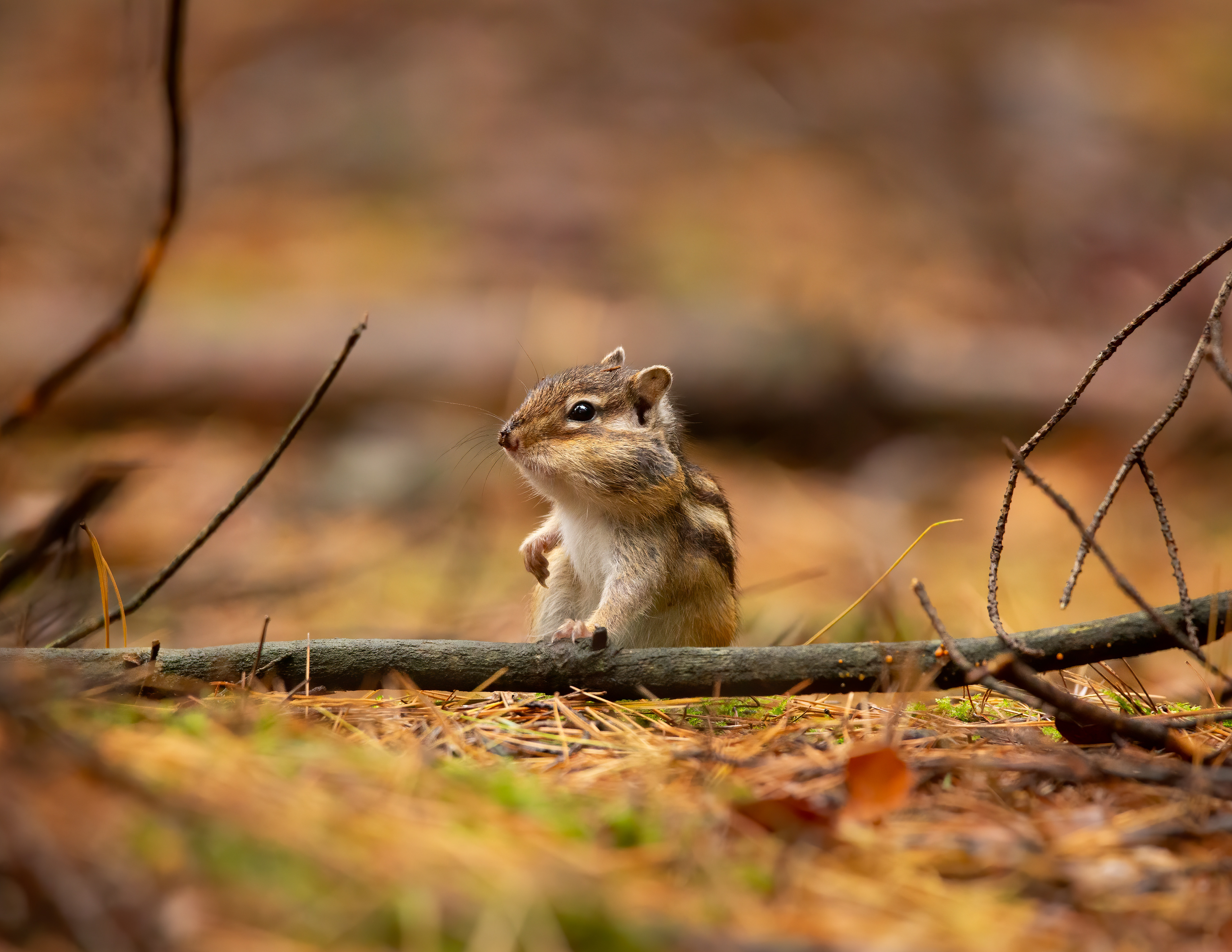 Siberian chipmunk (Siberische grondeekhoorn)