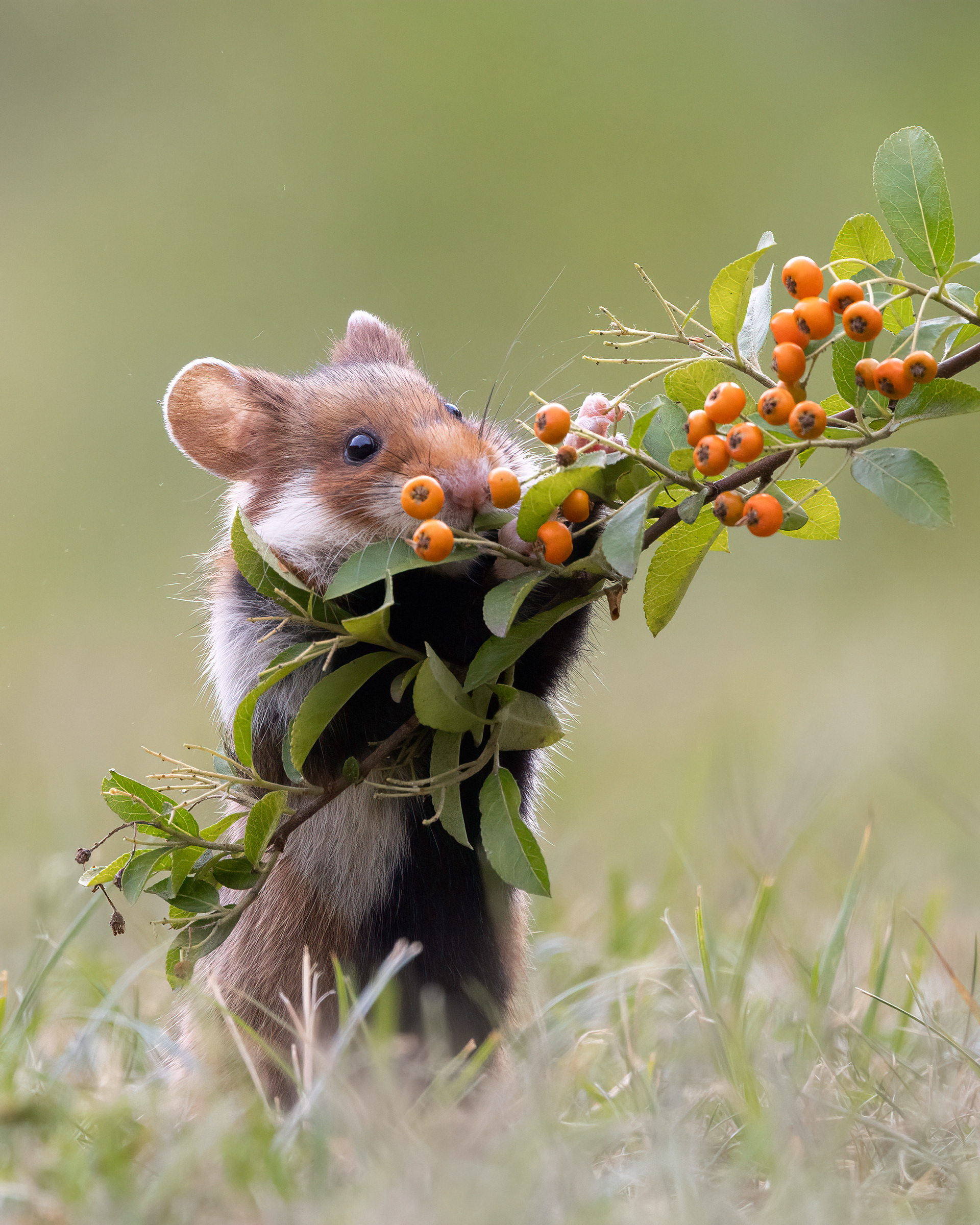 European wild hamster (Korenwolf)