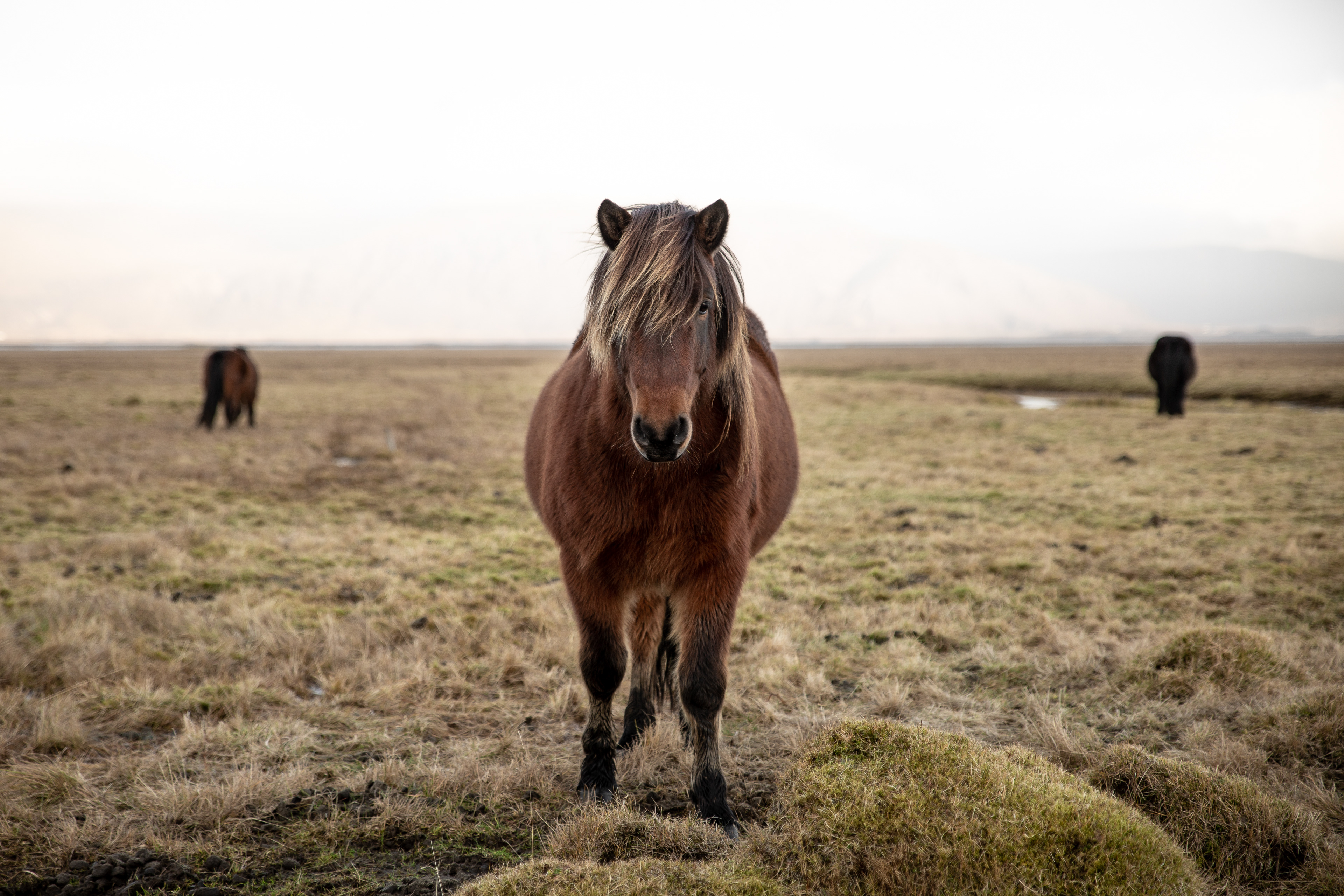Icelandic horse (IJslander)
