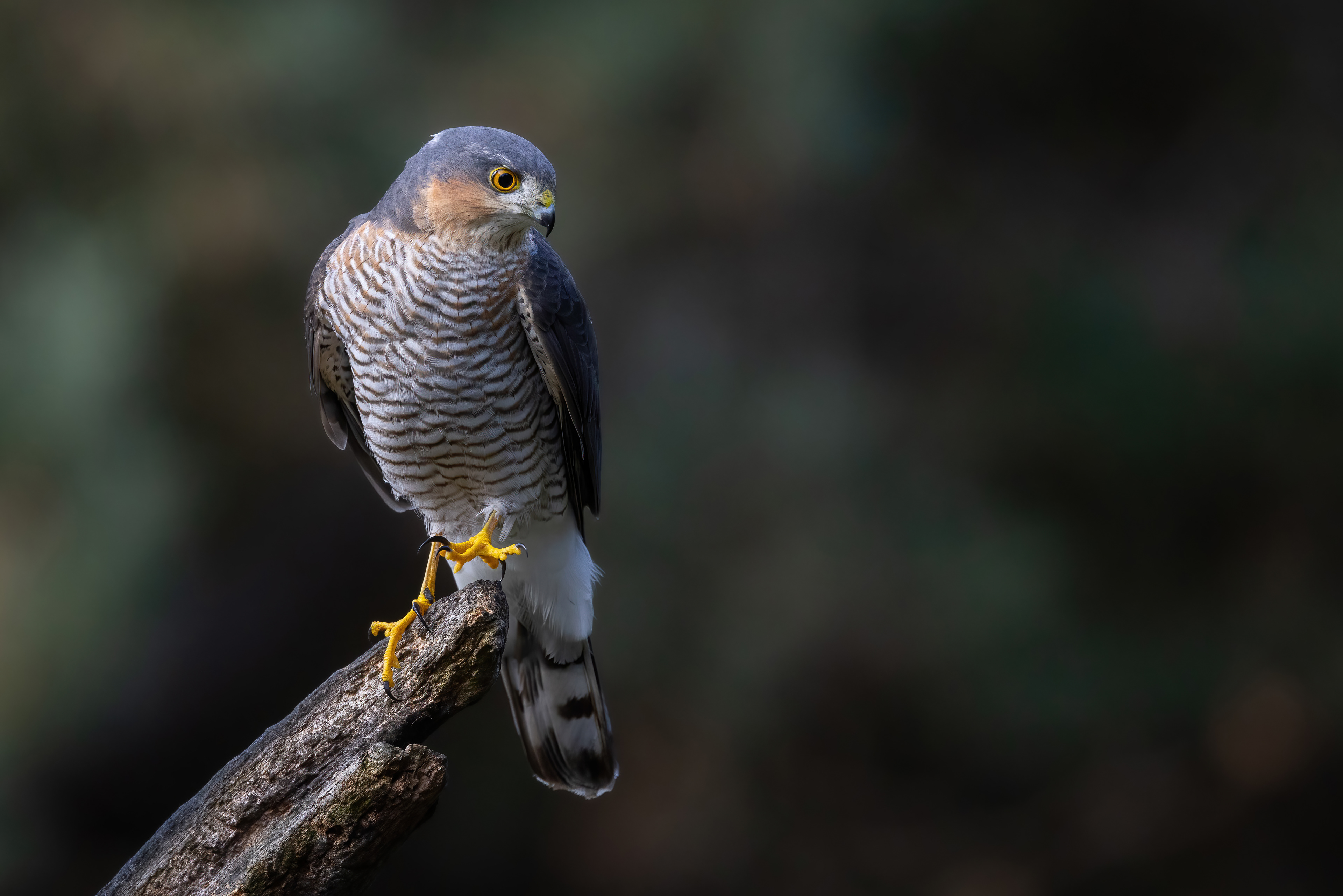 Sperwer♂