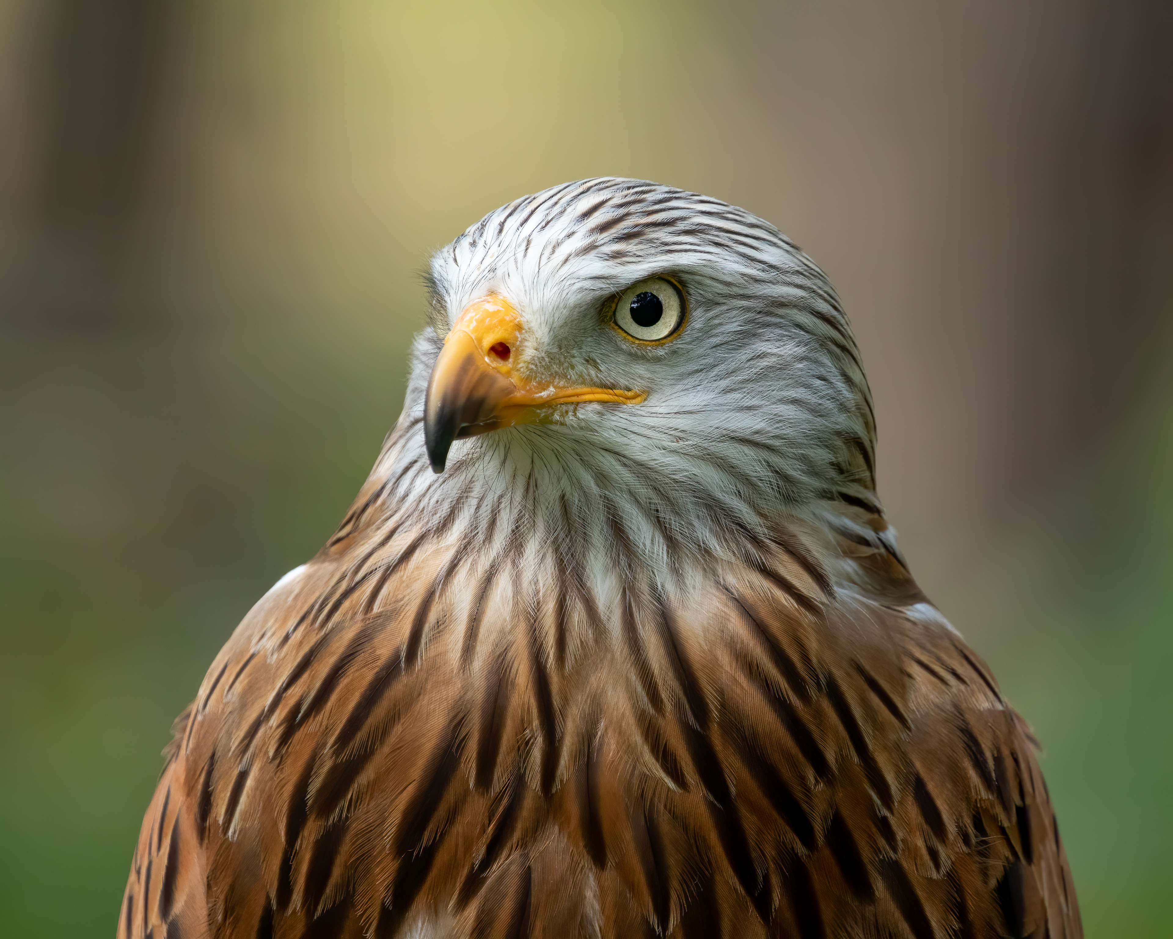 Red kite (Rode wouw)