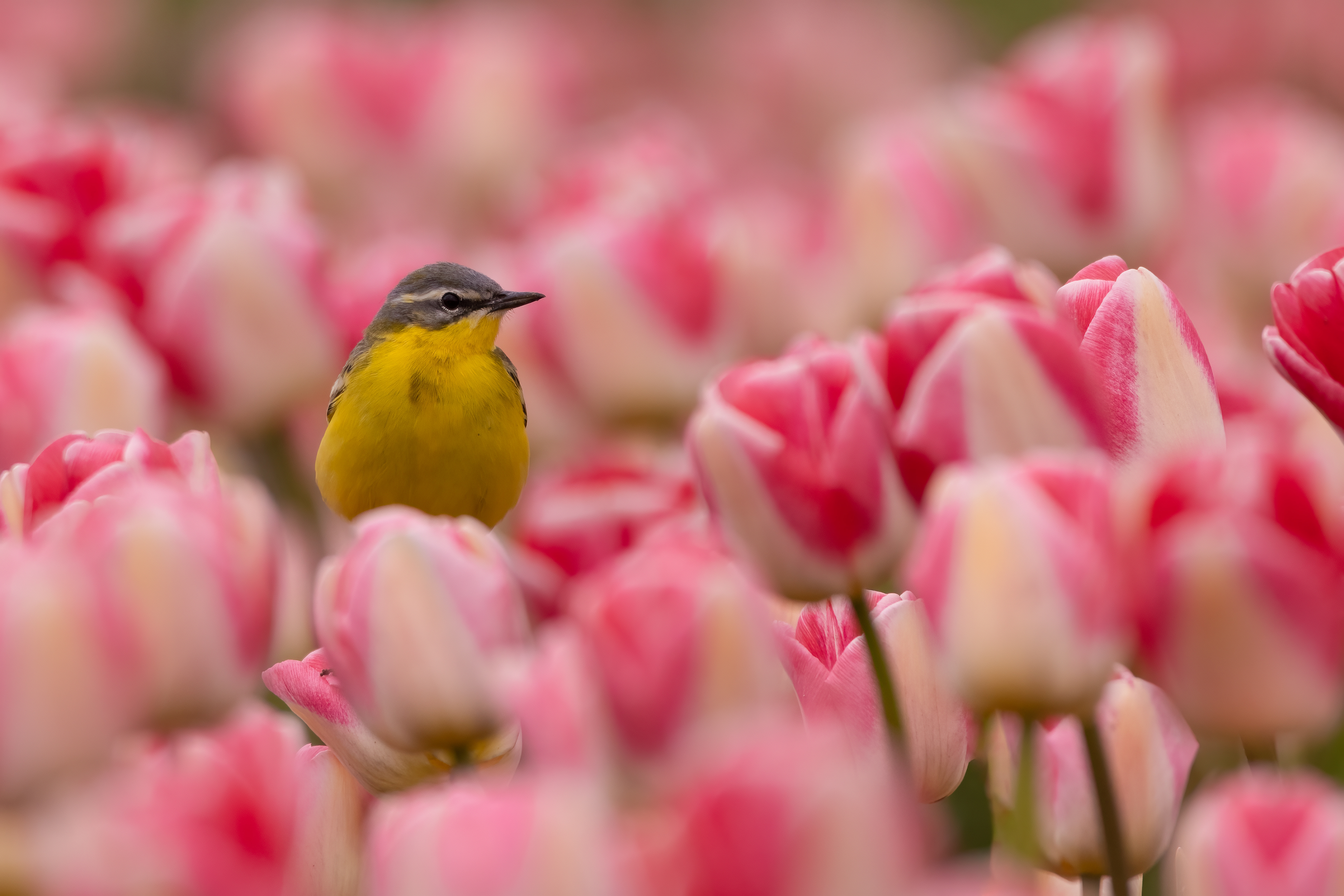 Yellow wagtail ( Gele kwikstaart)
