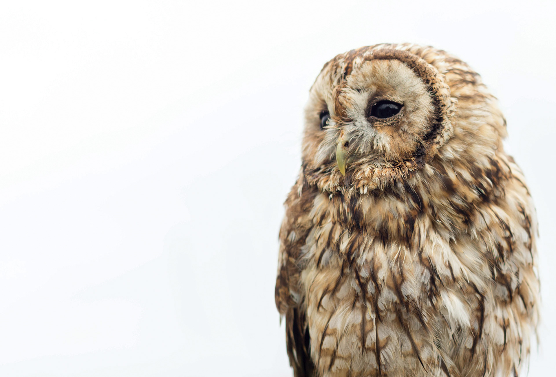 Tawny owl (Bosuil)