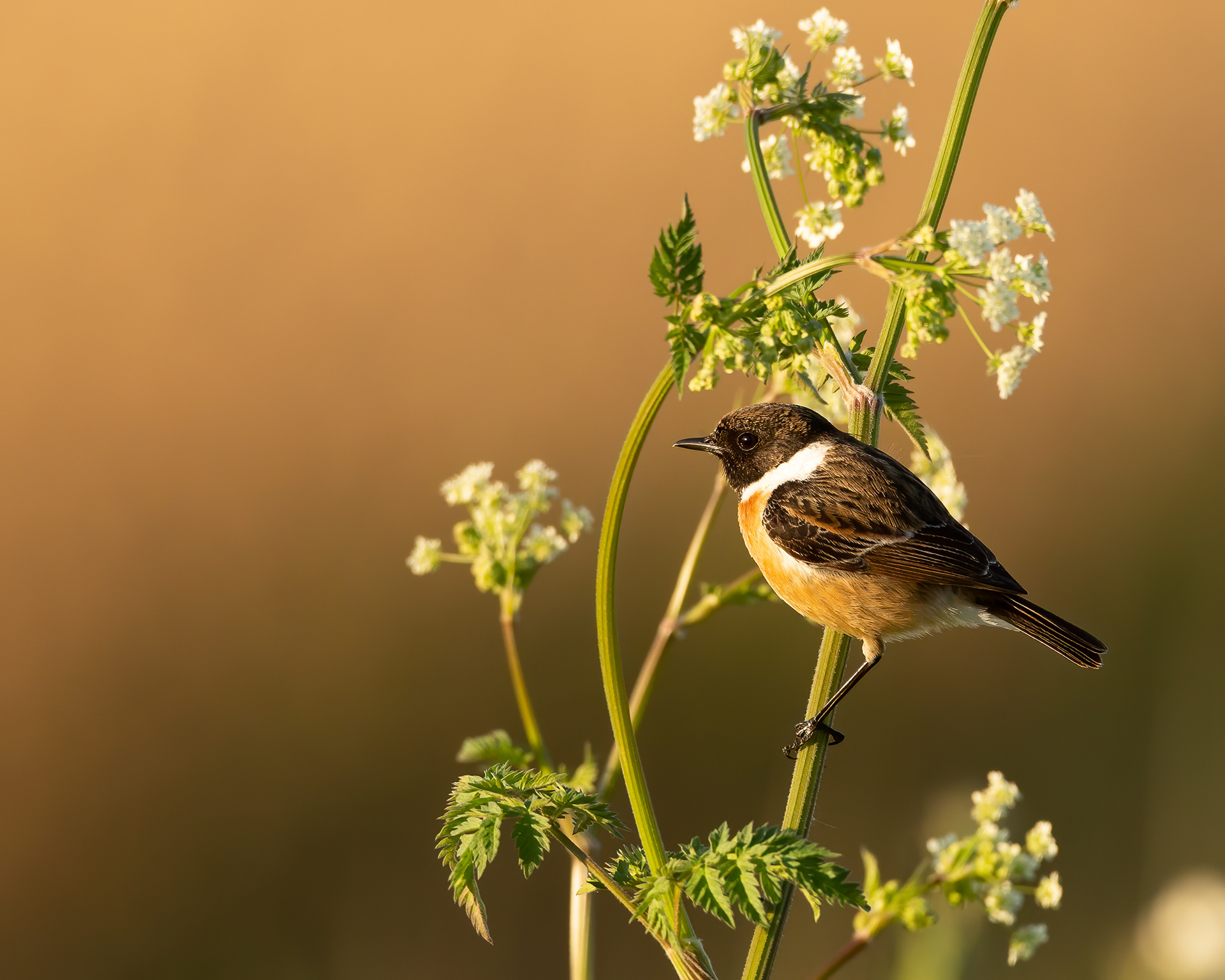Stonechat (Roodborsttapuit)
