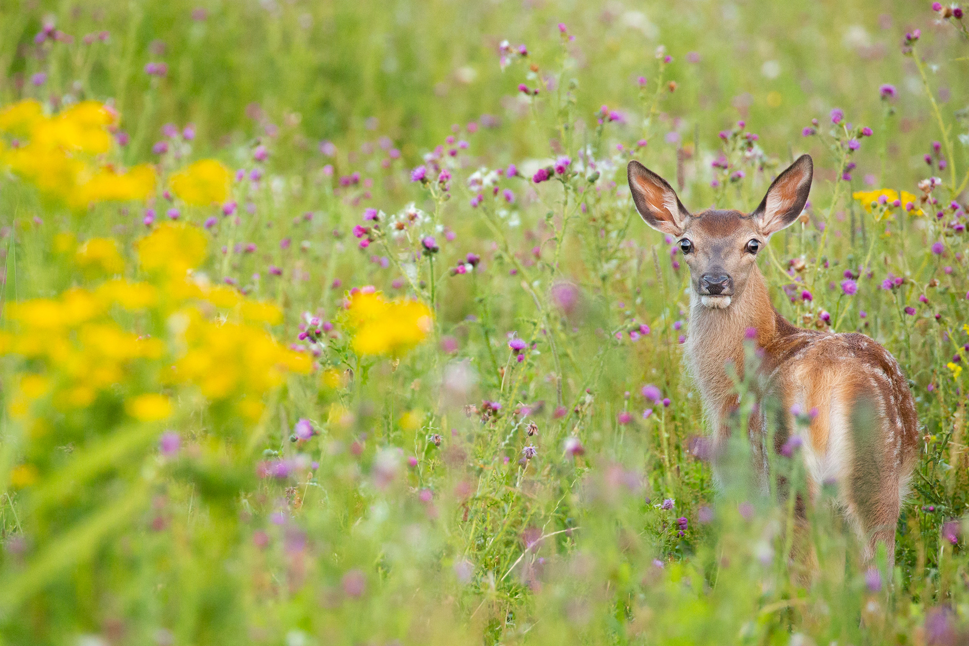 Red deer calf (Edelhert jong)