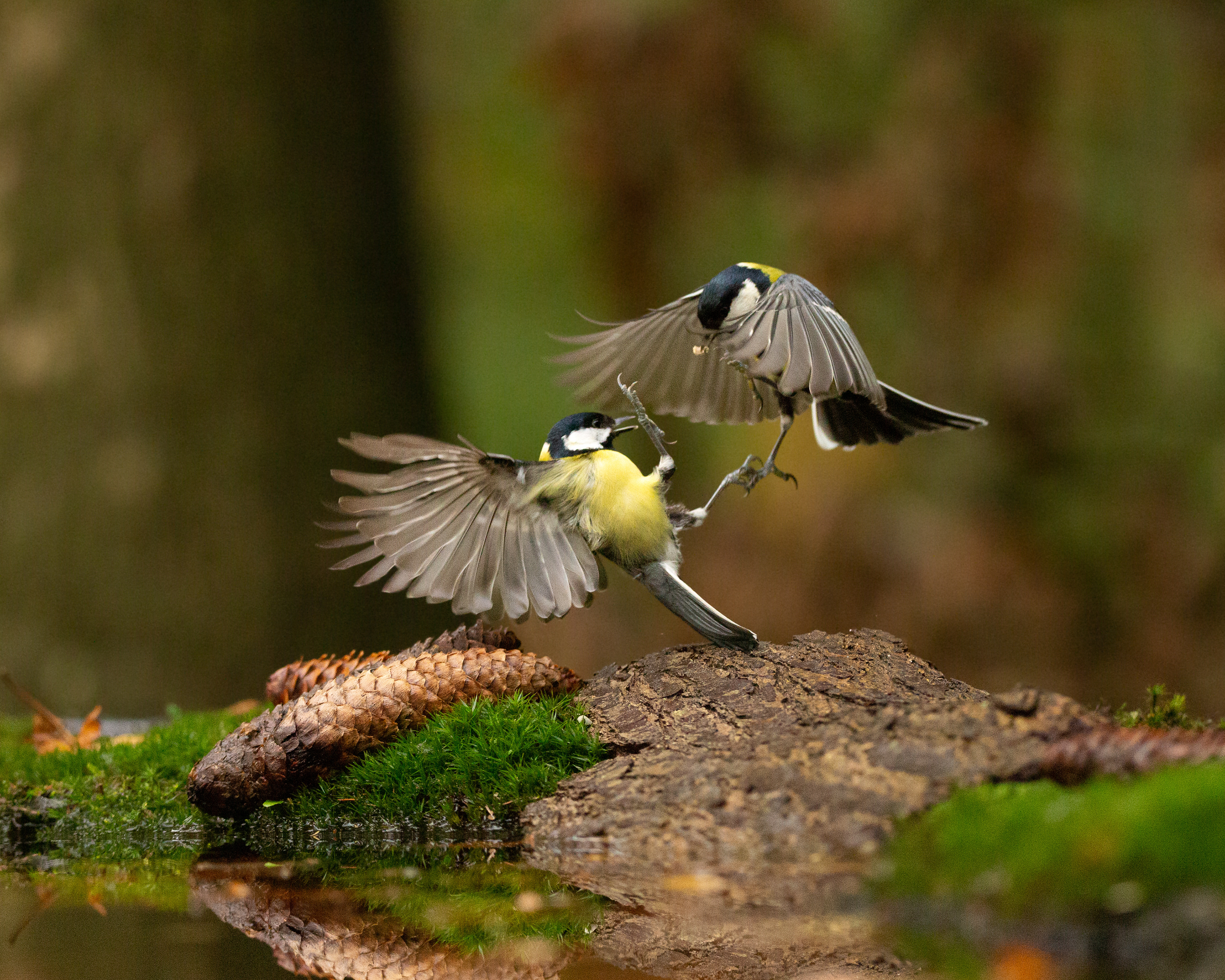Great tit (Koolmees)