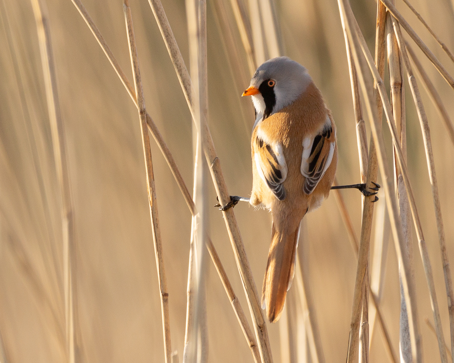 Bearded reedling (Baardman)