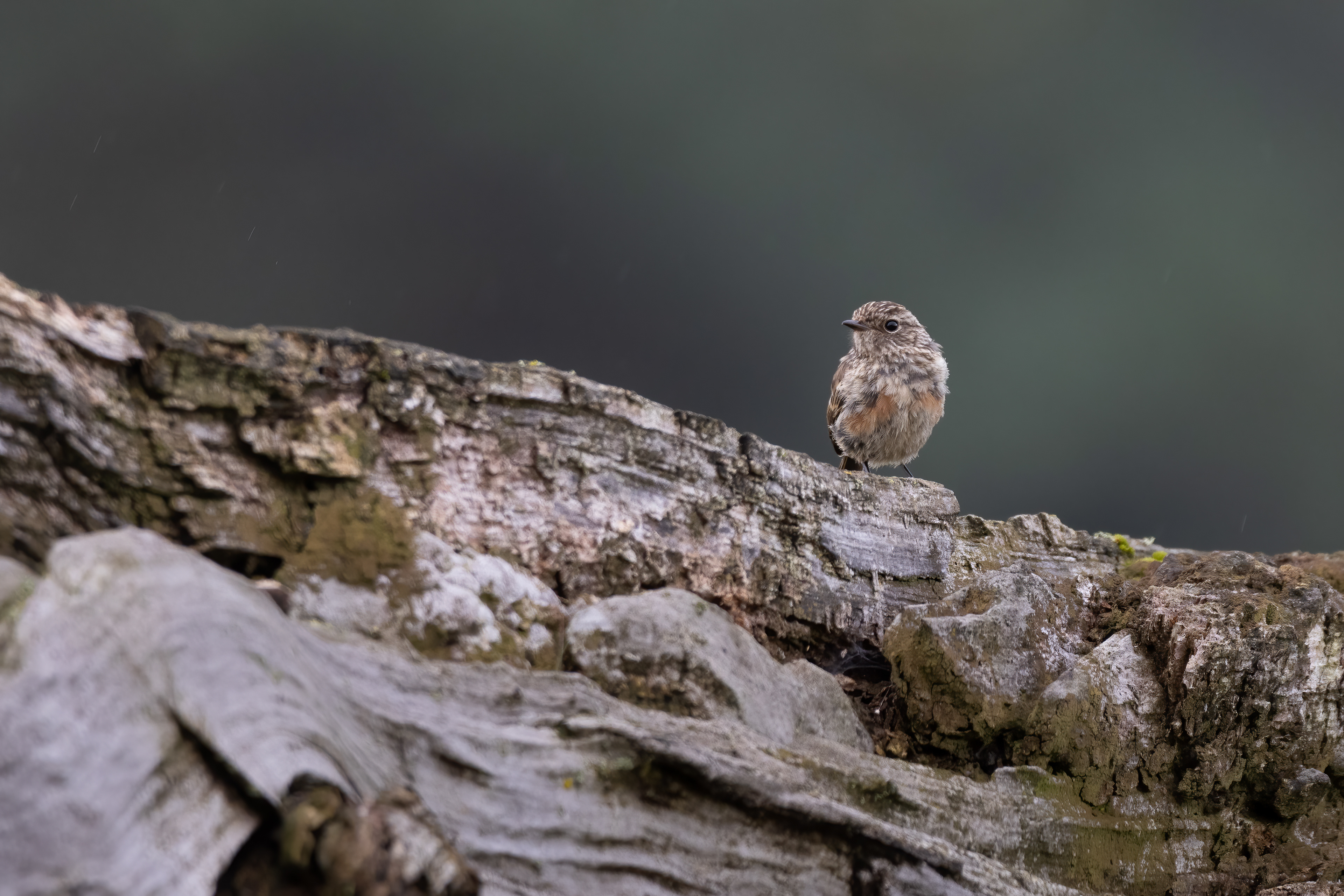 Stonechat (Roodborsttapuit)