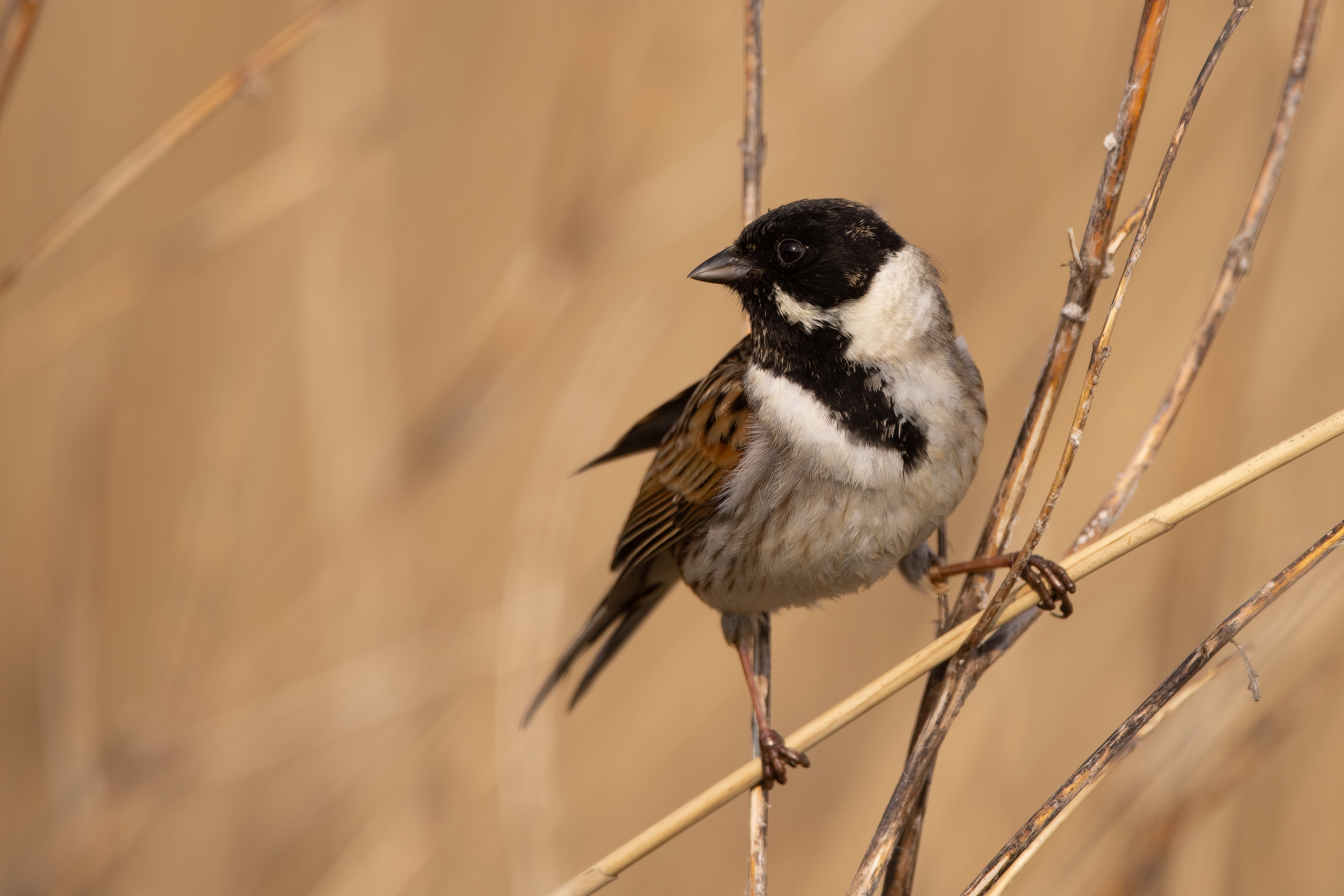 Reed bunting (Rietgors)