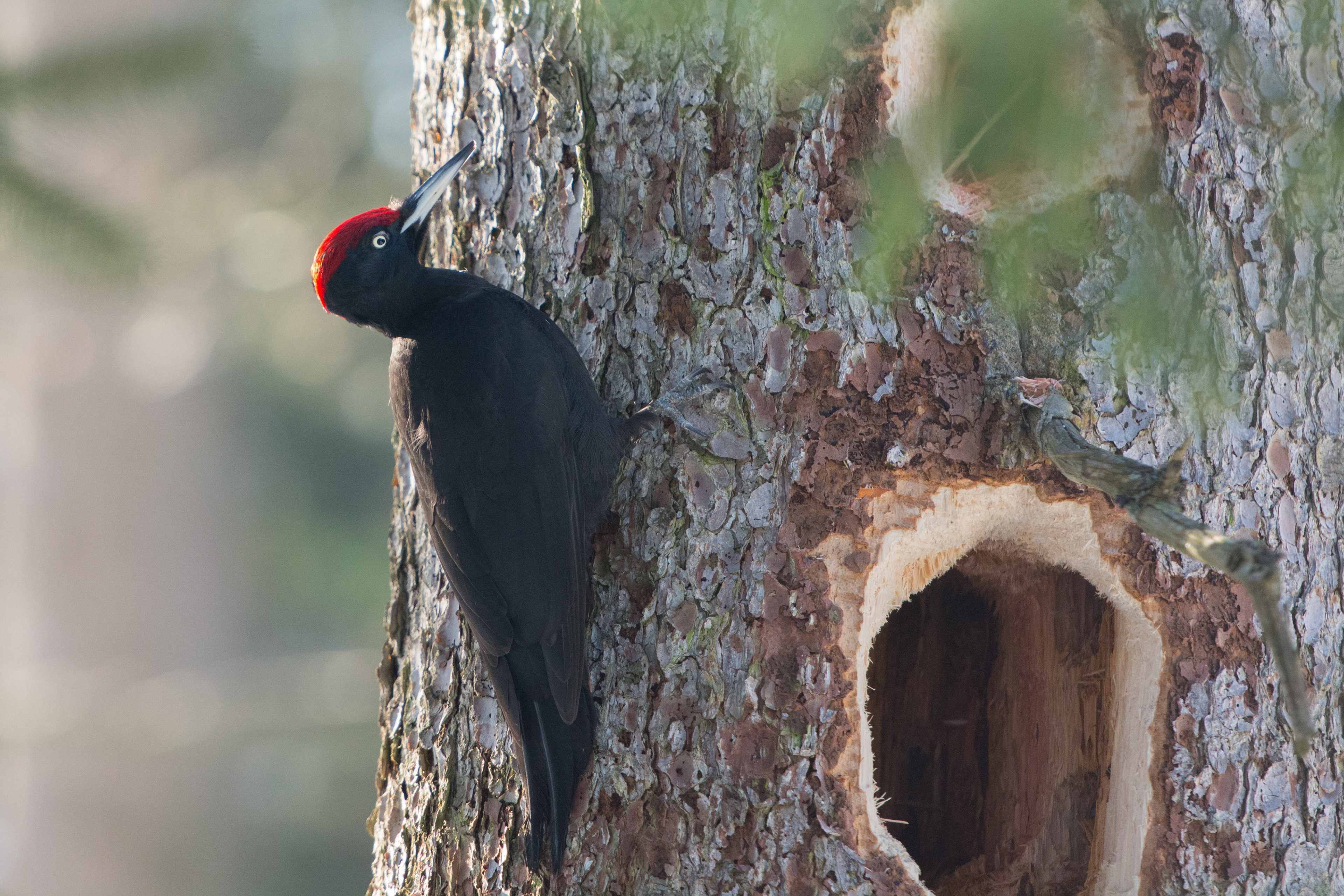 Black woodpecker (Zwarte specht)