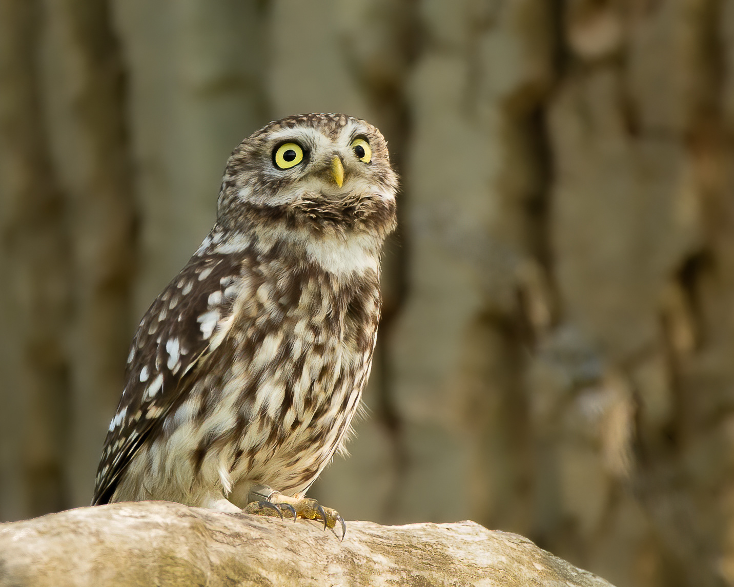 Little owl (Steenuil)