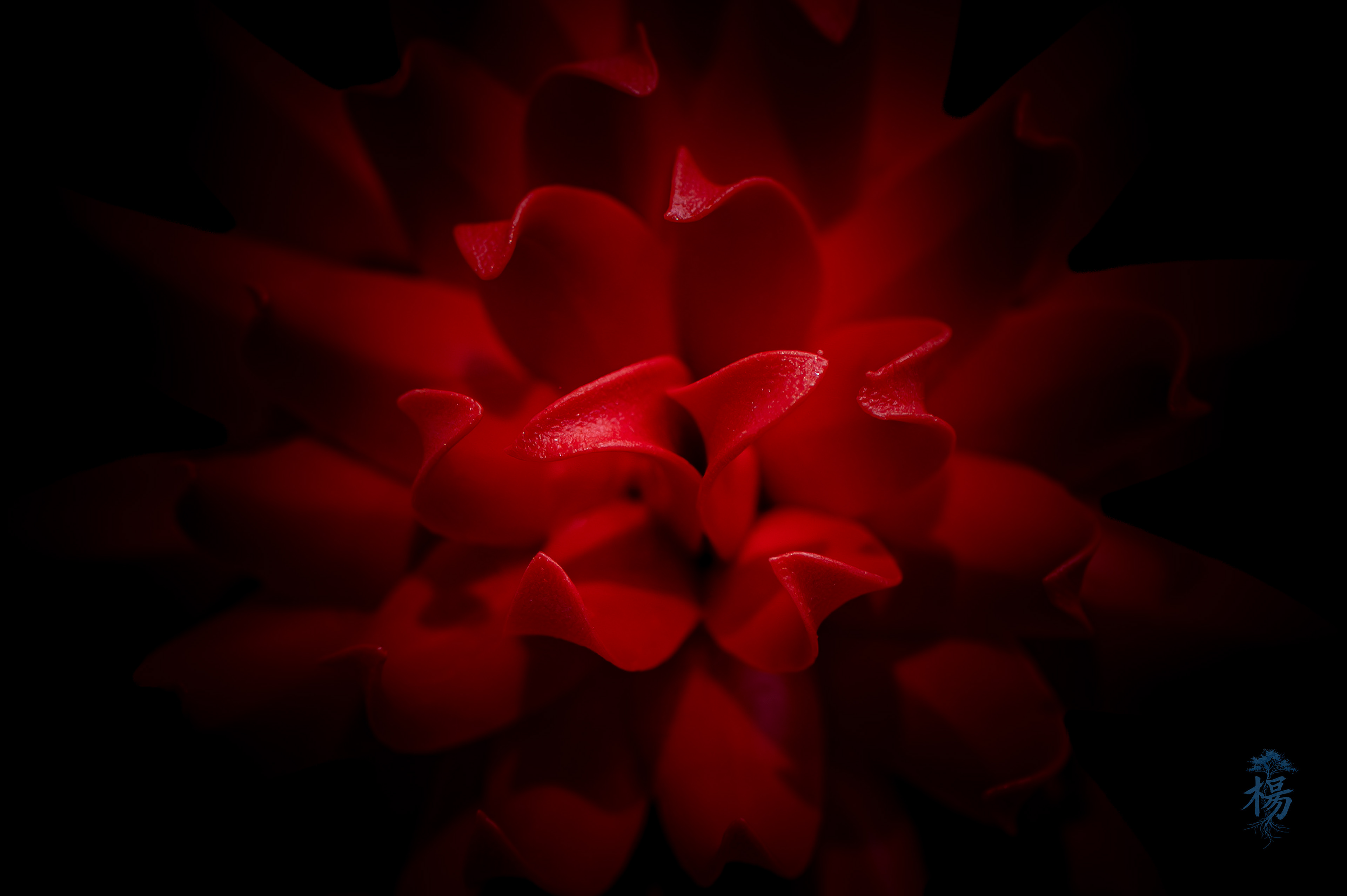 Red Blossom • Xiamen China • 2025