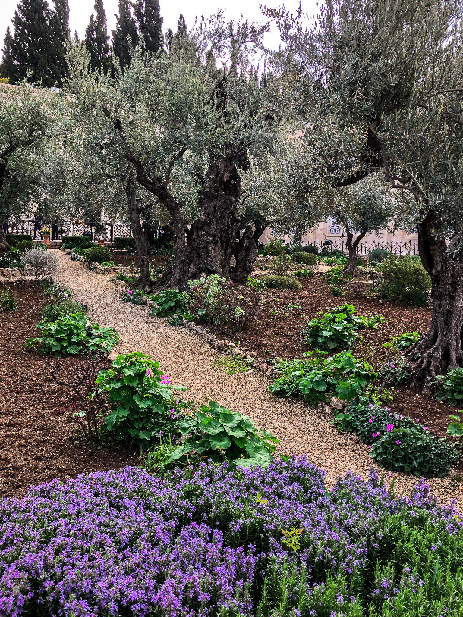 The Garden of Gethsemane - Jerusalem, Israel