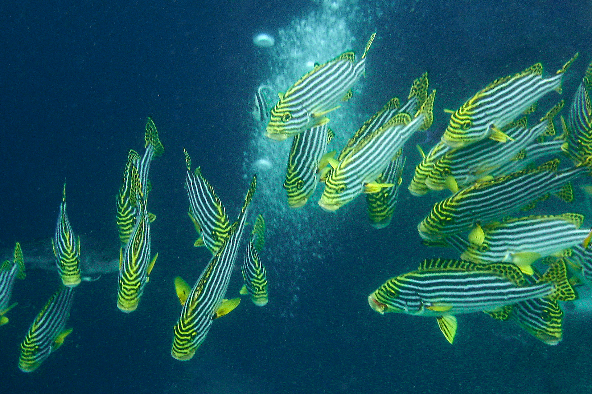 Divers Bubbles and more