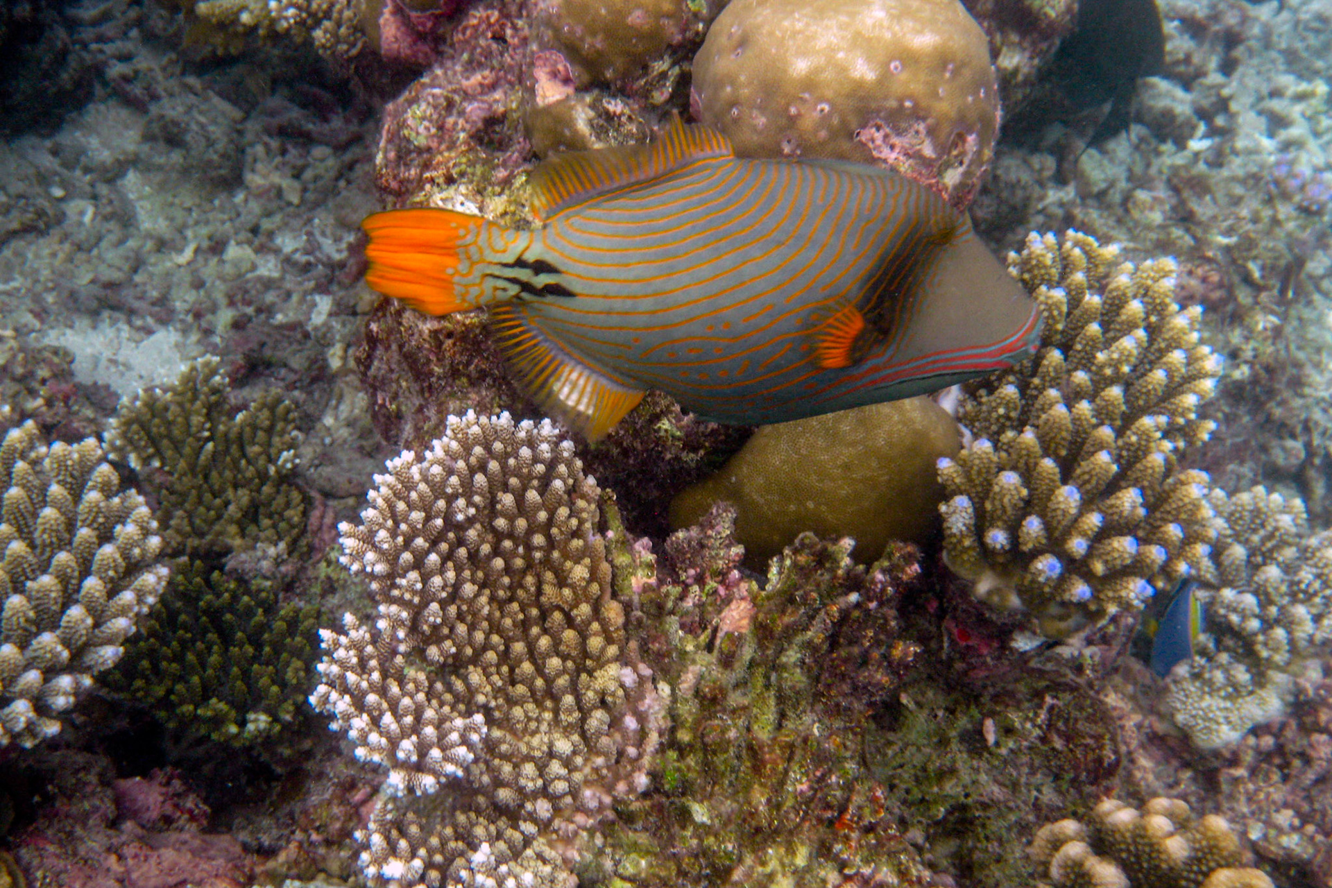 wer kennt diesen Fisch?