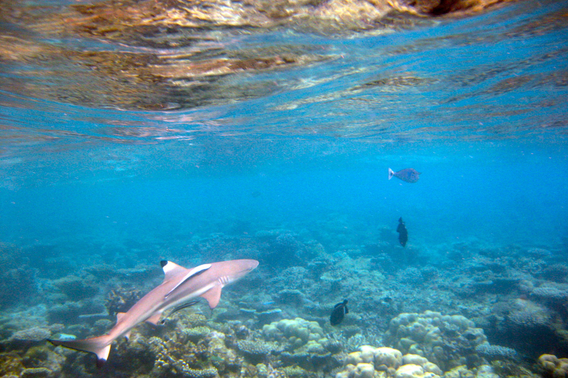 Black Fin Reef Shark 