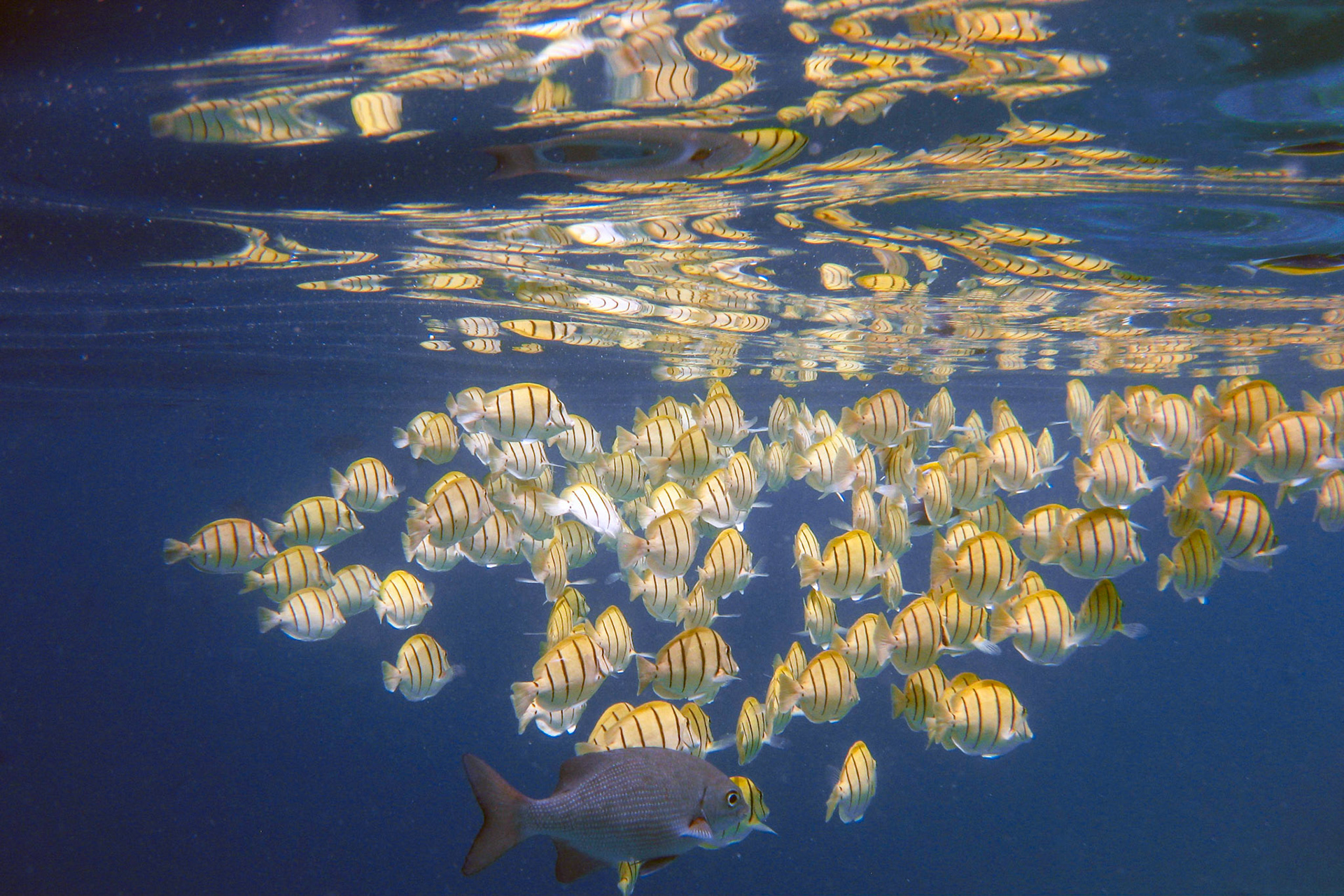 under water reflections