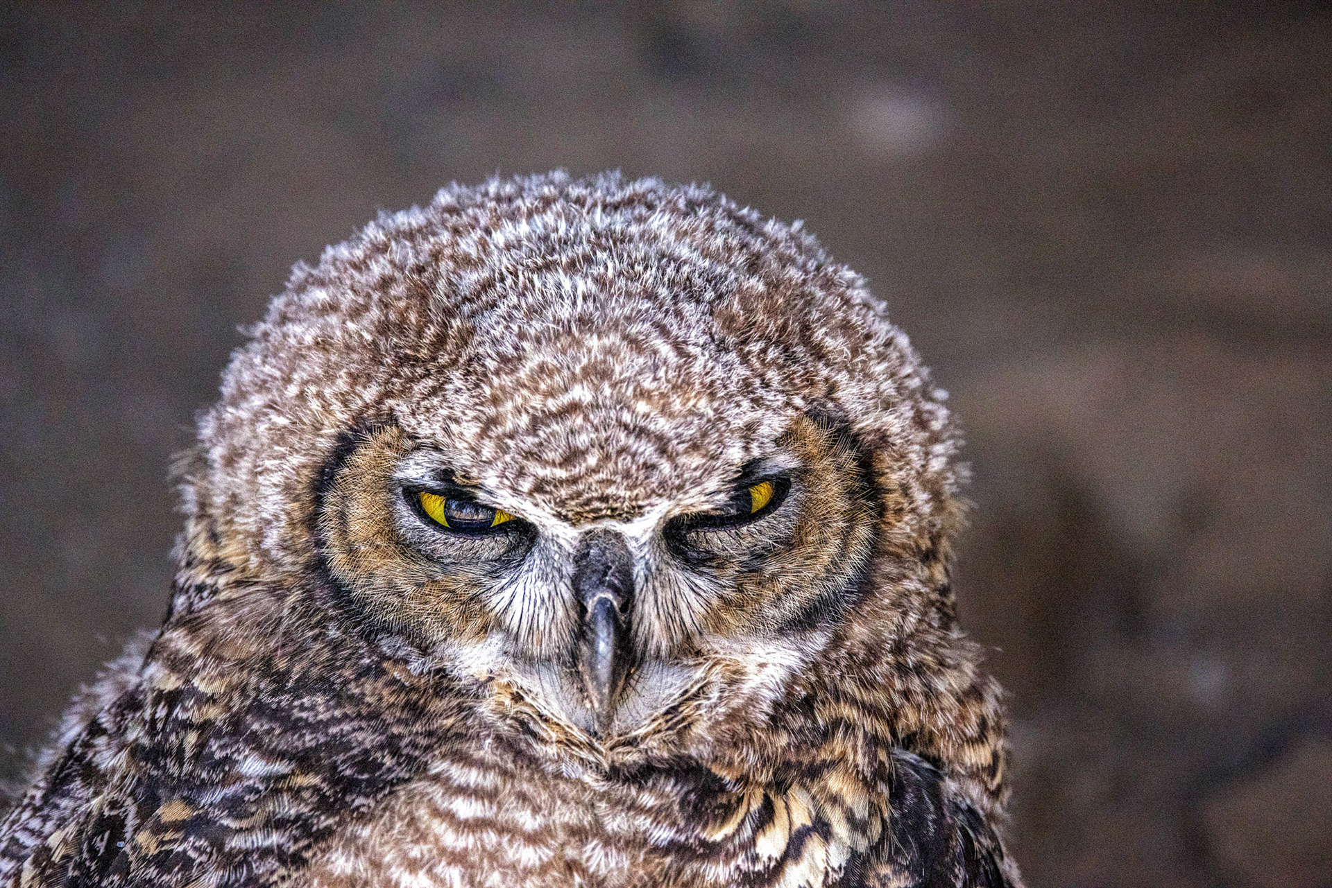 this Great Horned Owlet wasn't too happy to see us....