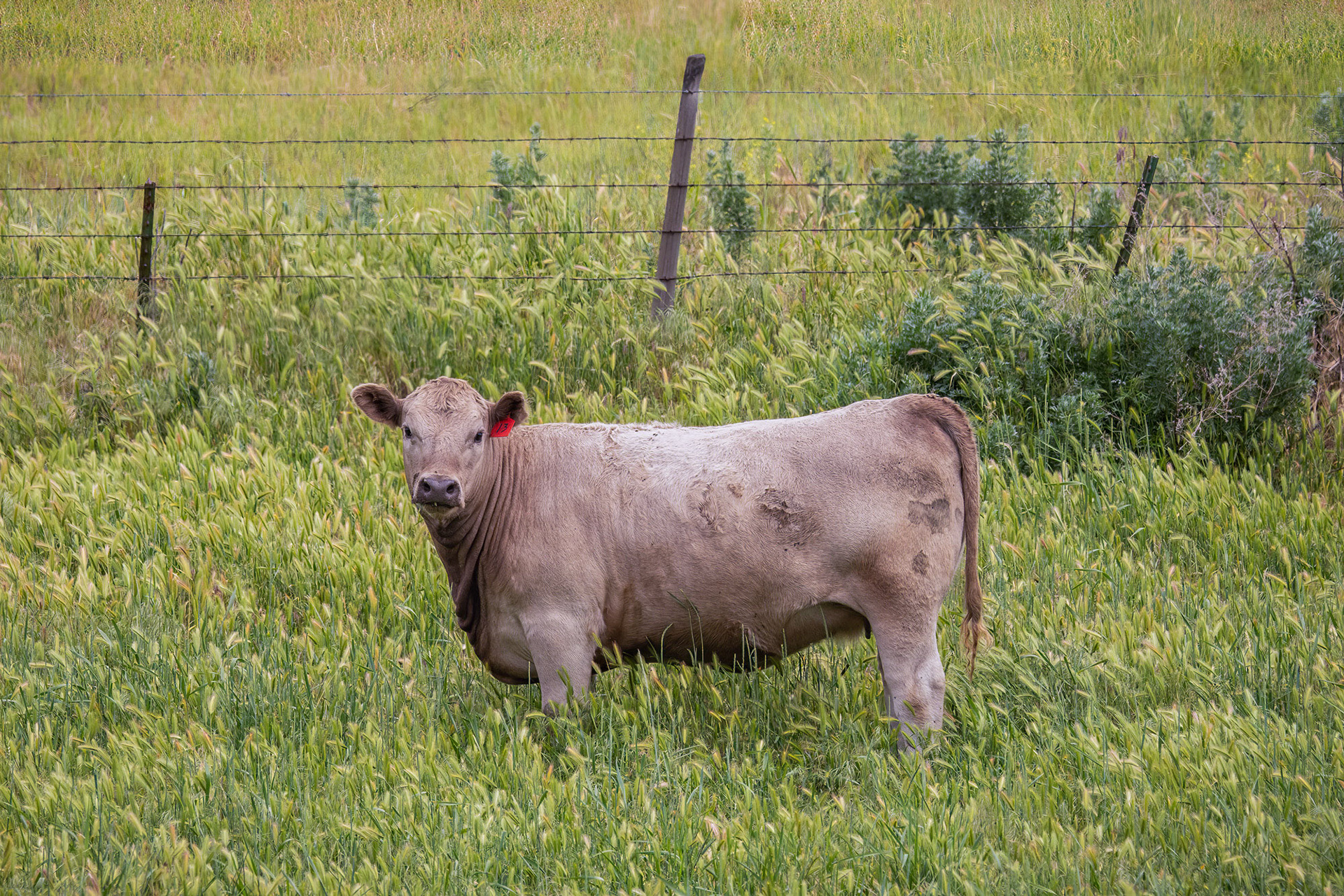 Who...me? can't tip me!