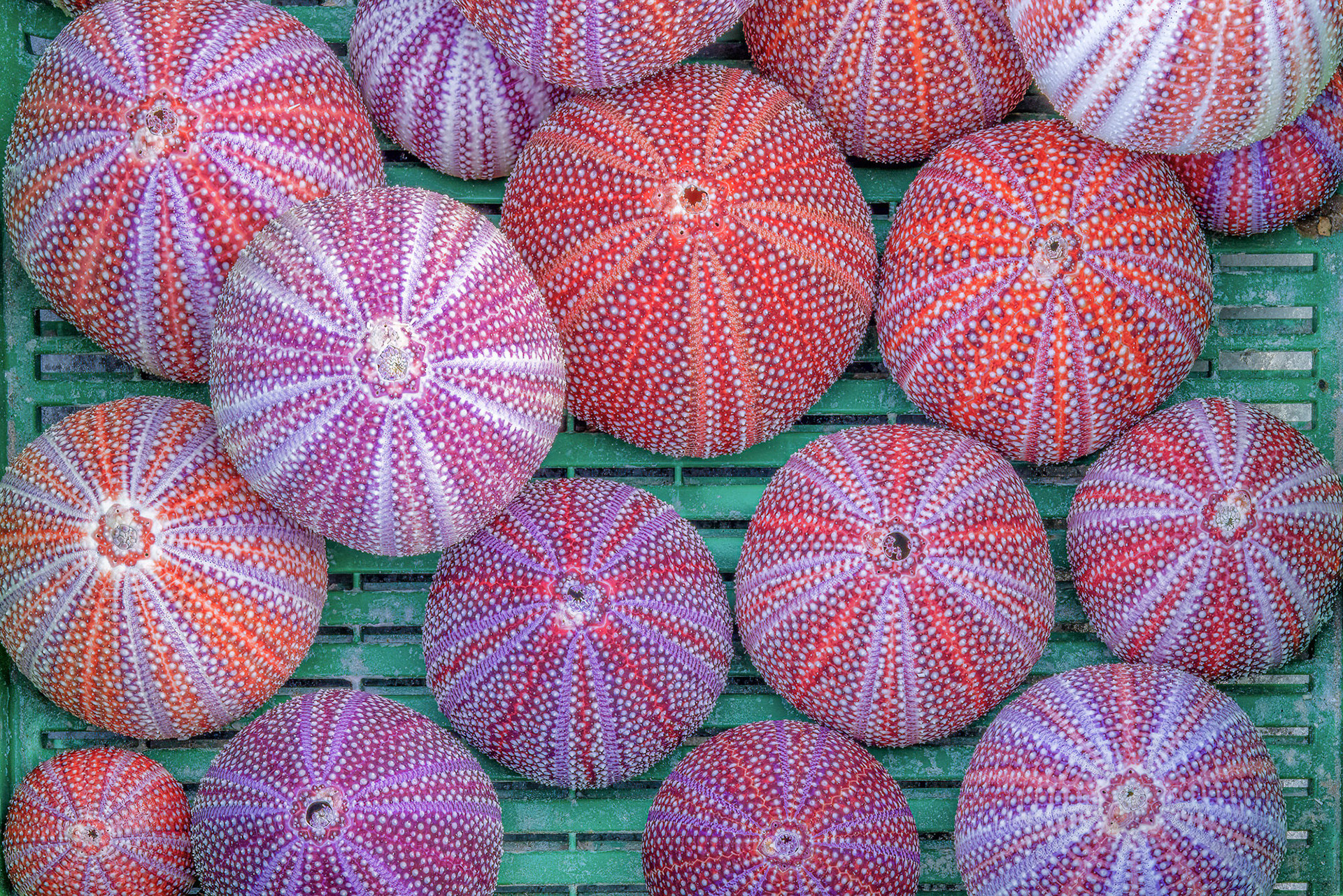 Harvested urchins--will be turned into lightshades