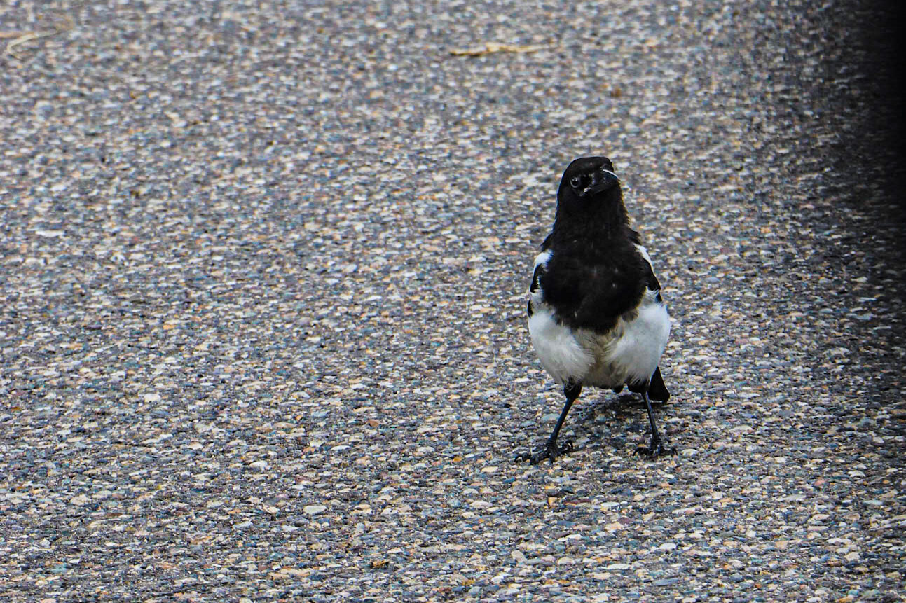 A Magpie looking me over.