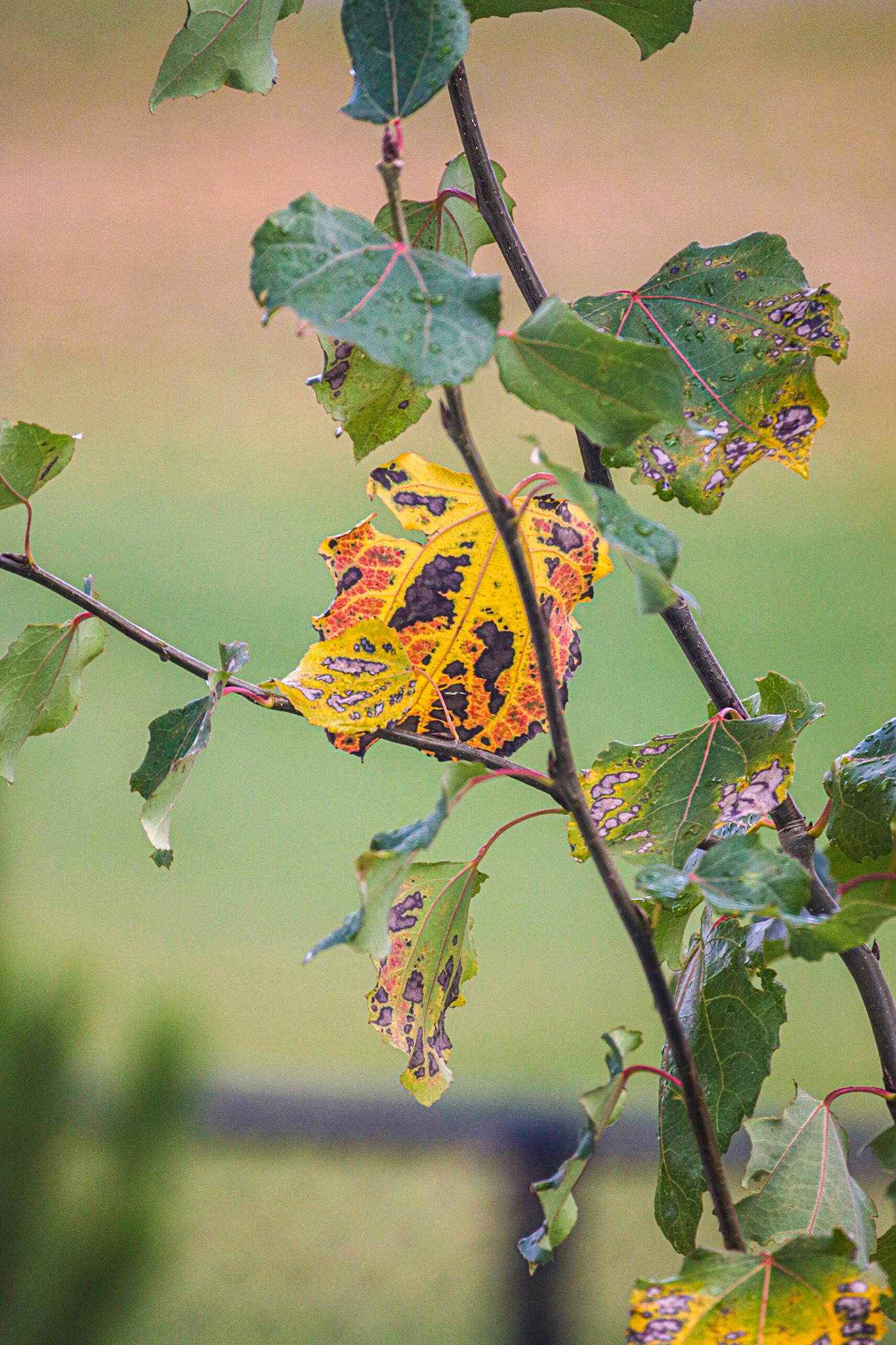 Fall attack on the Lombardy leawaves