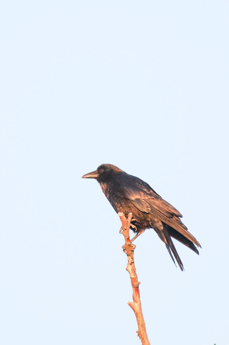 The Crow Looking the Other Way