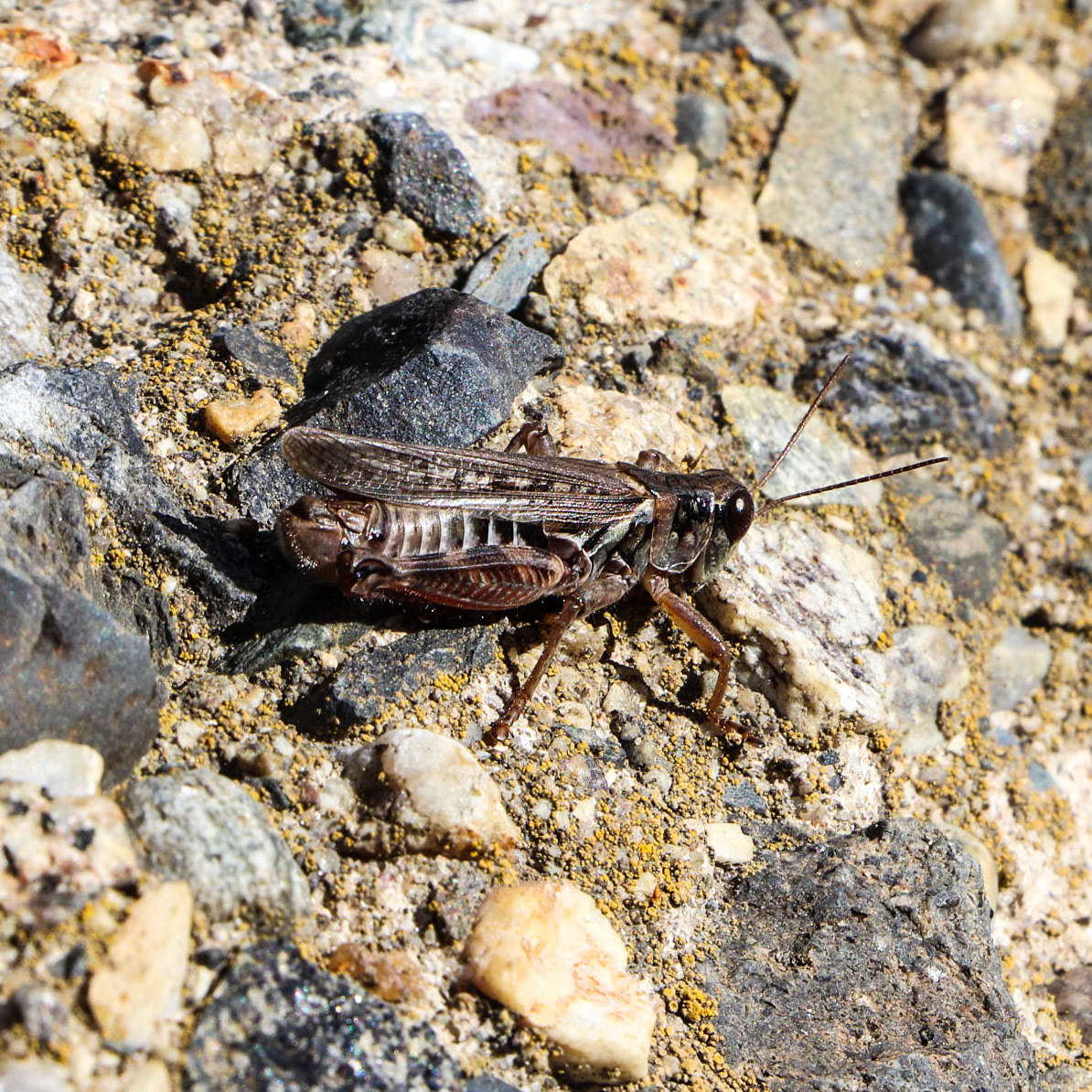 Grasshoipper on the rocks.