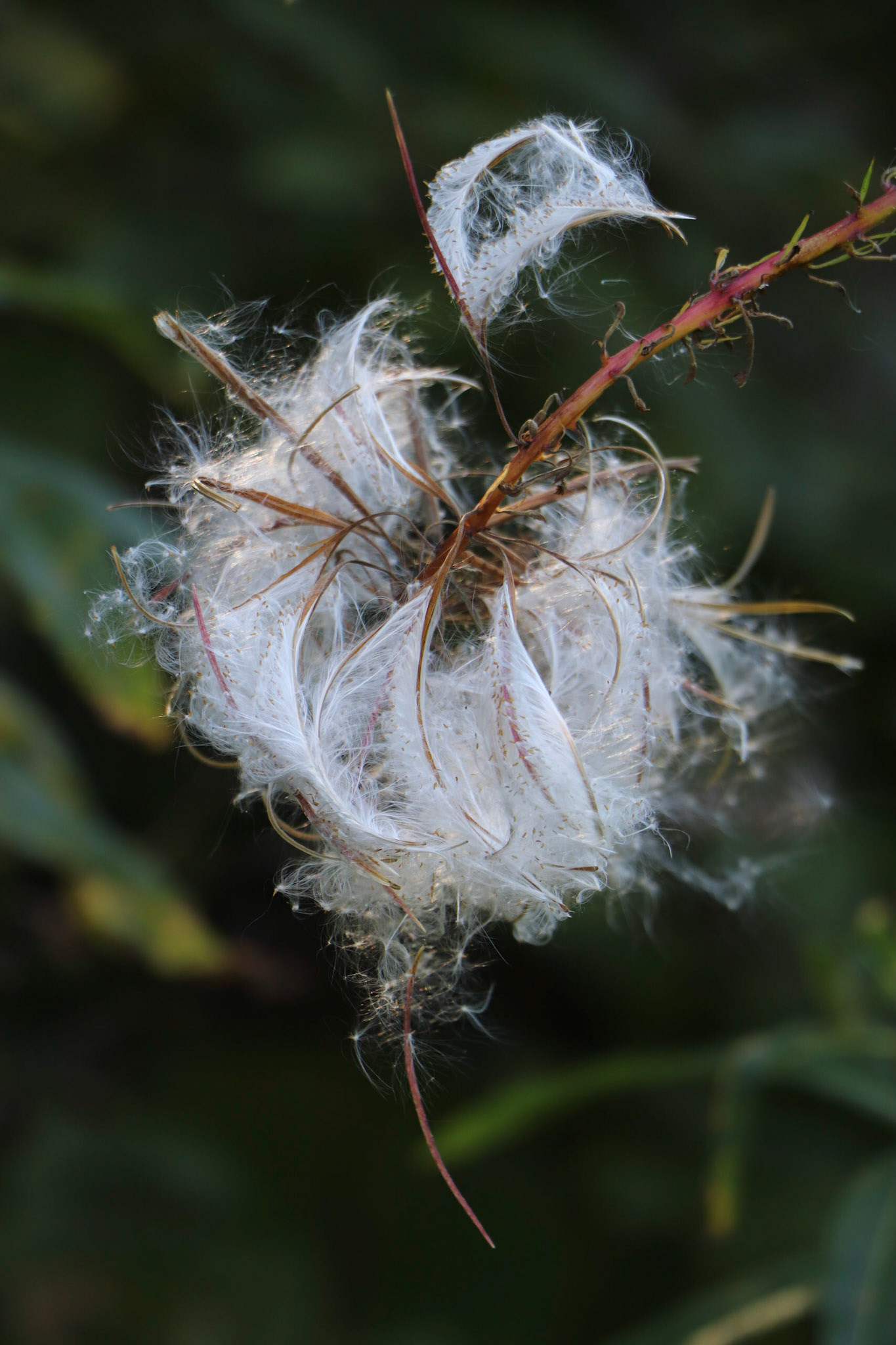 Fireweed seed fluff.