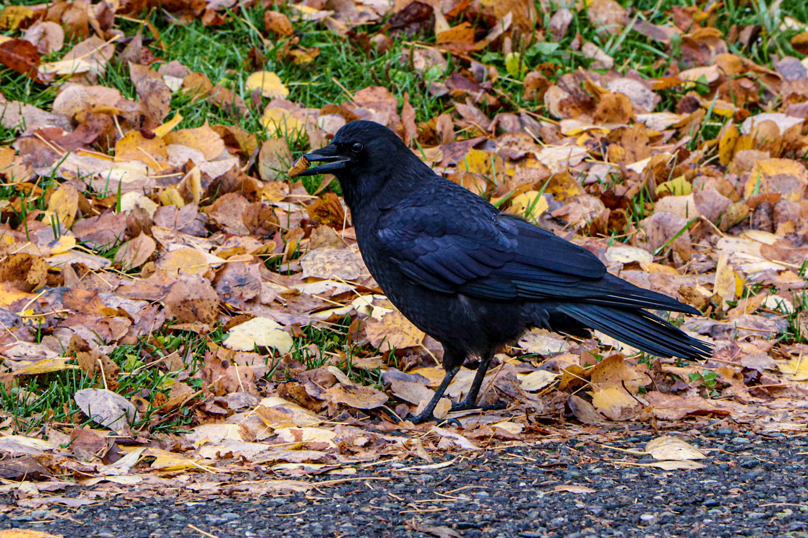 Who's leaving thier sigarette butts here?