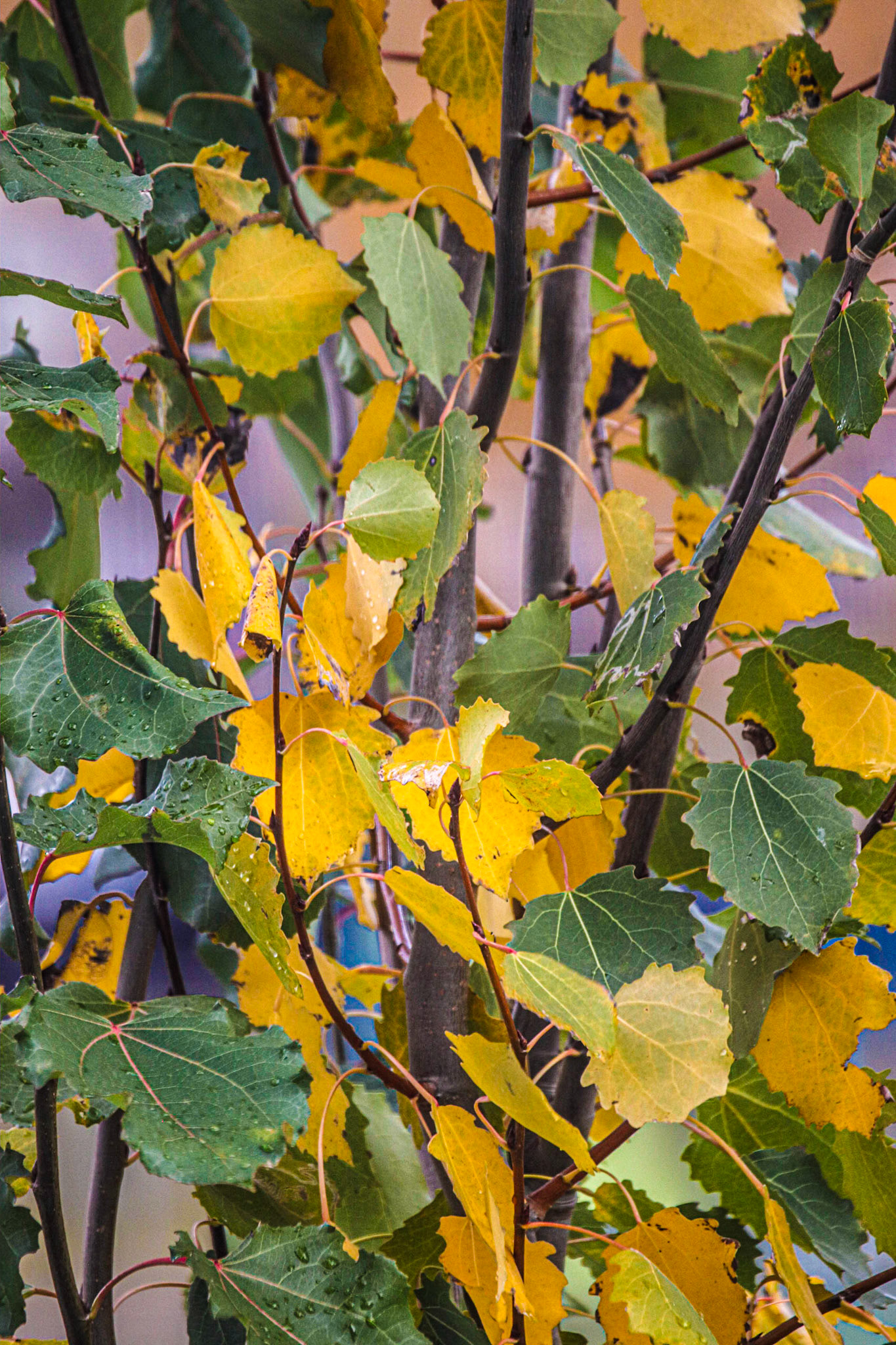The natural yellowing of the leaves.